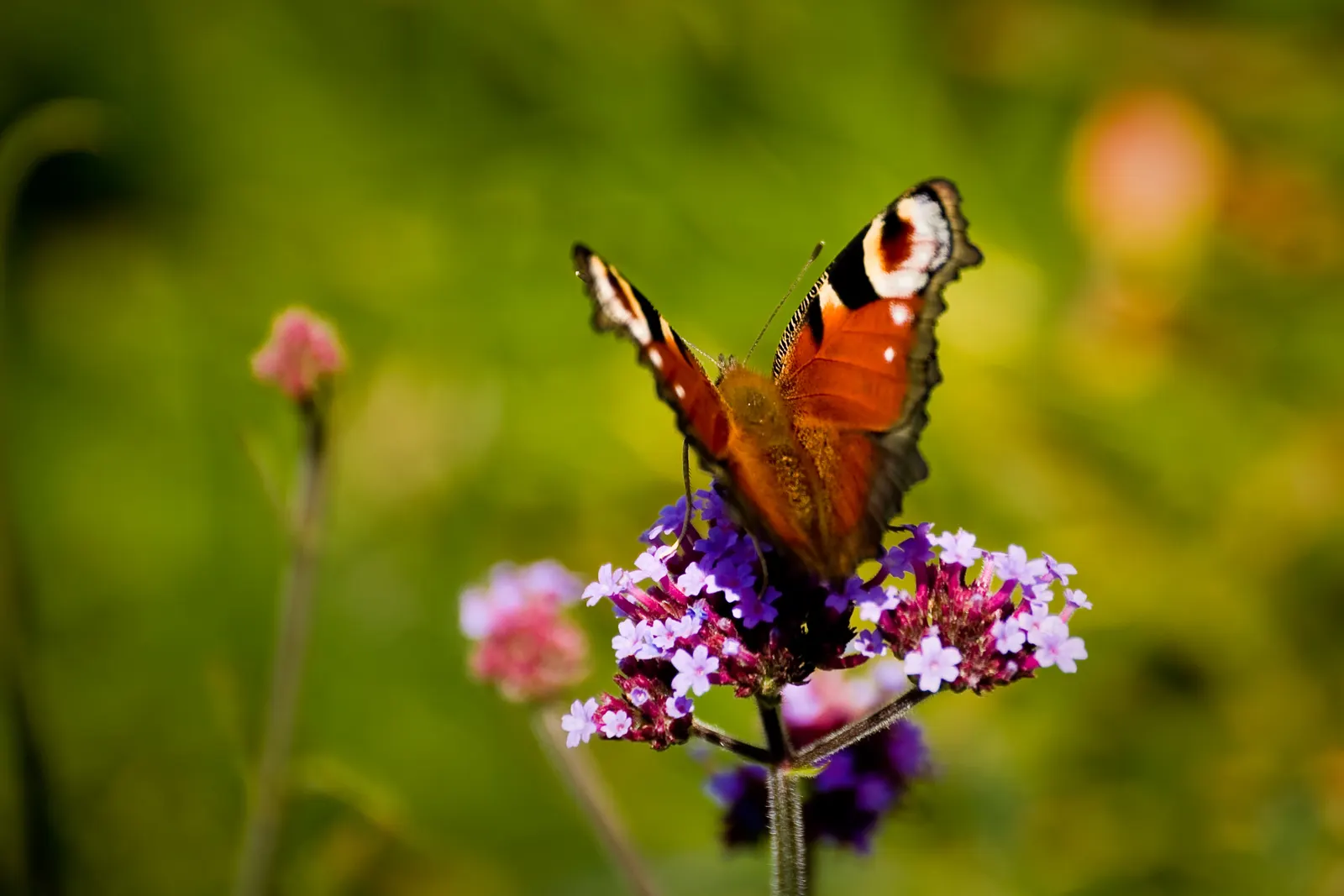 Goodding's Verbena (Verbena Gooddingii) — Adding a layer of mulch will help conserve moisture and suppress weeds