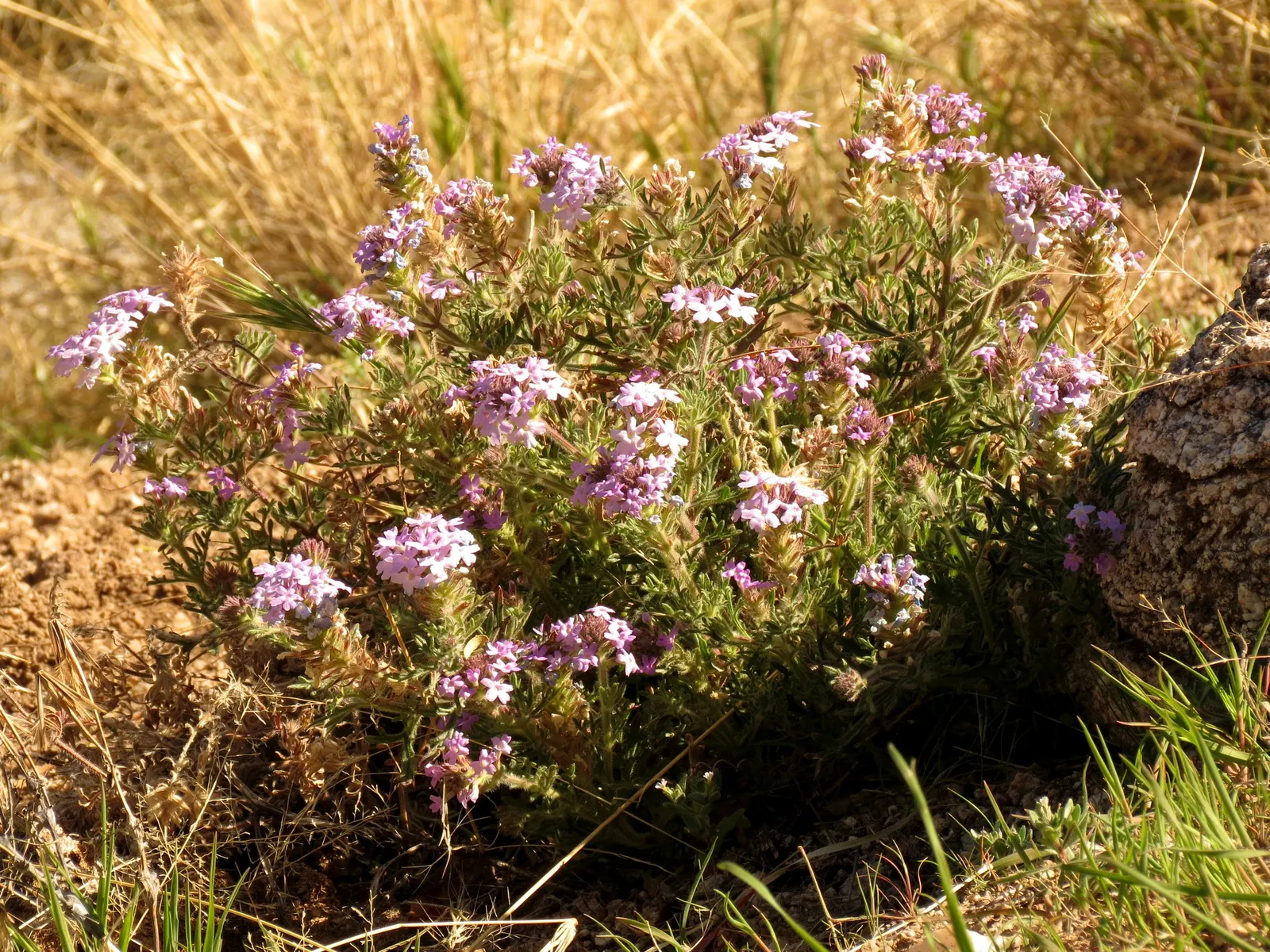Goodding's Verbena (Verbena Gooddingii) — Goodding's Verbena blooms profusely from early spring through the fall