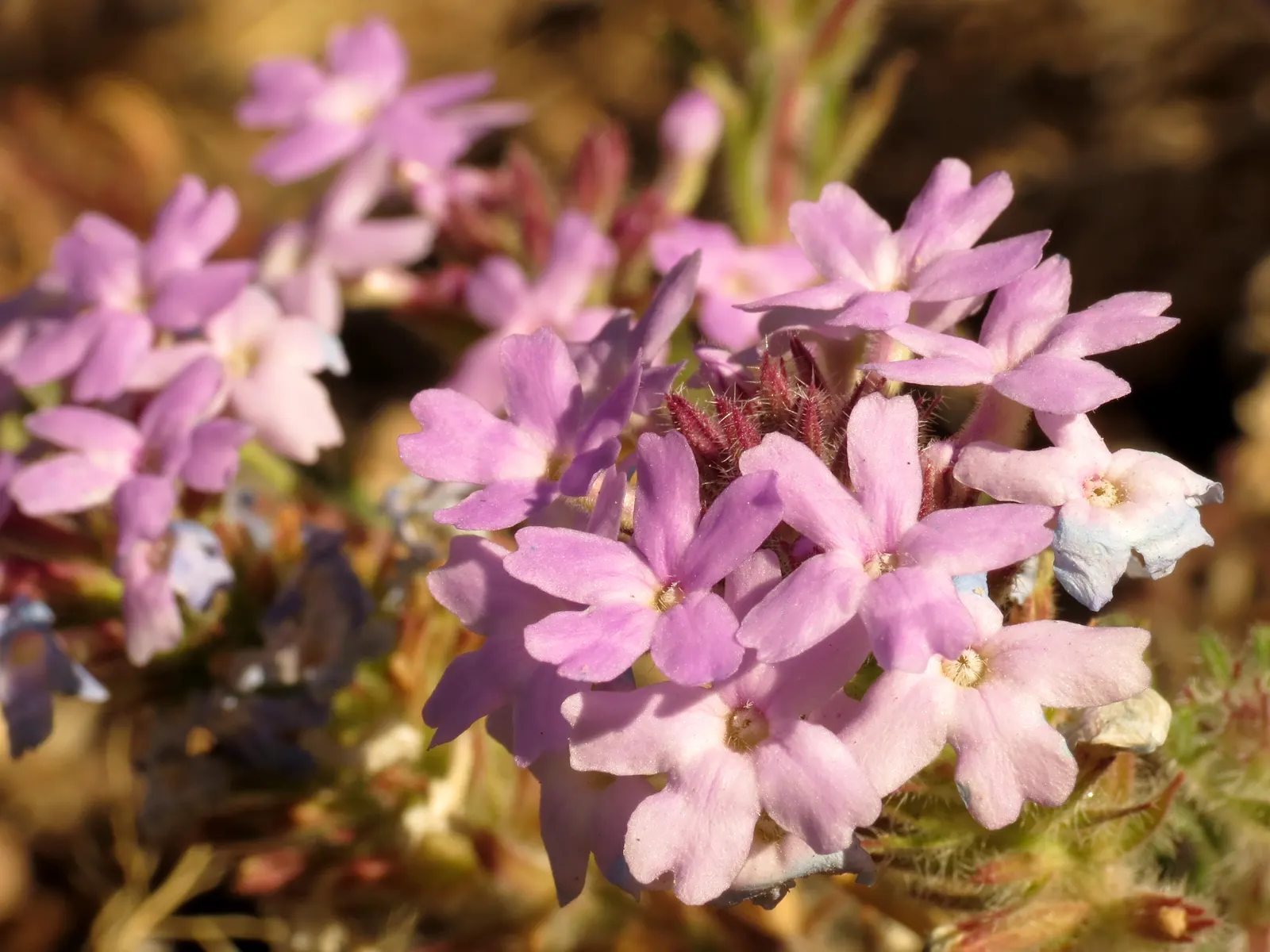 Goodding's Verbena (Verbena Gooddingii) — this Southwestern native thrives in USDA hardiness zones 6 through 9