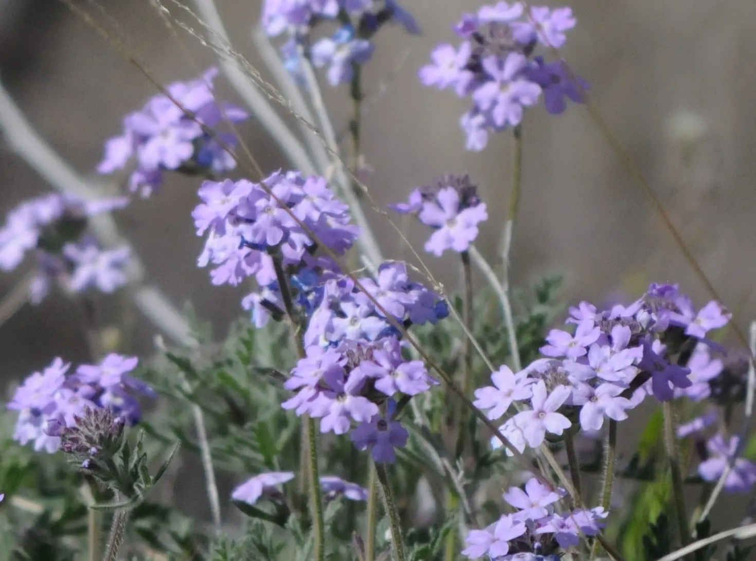 Goodding's Verbena (Verbena Gooddingii) — Prune lightly to promote bushiness