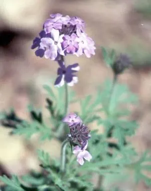 Goodding's Verbena (Verbena Gooddingii) — ground cover with pink blooms
