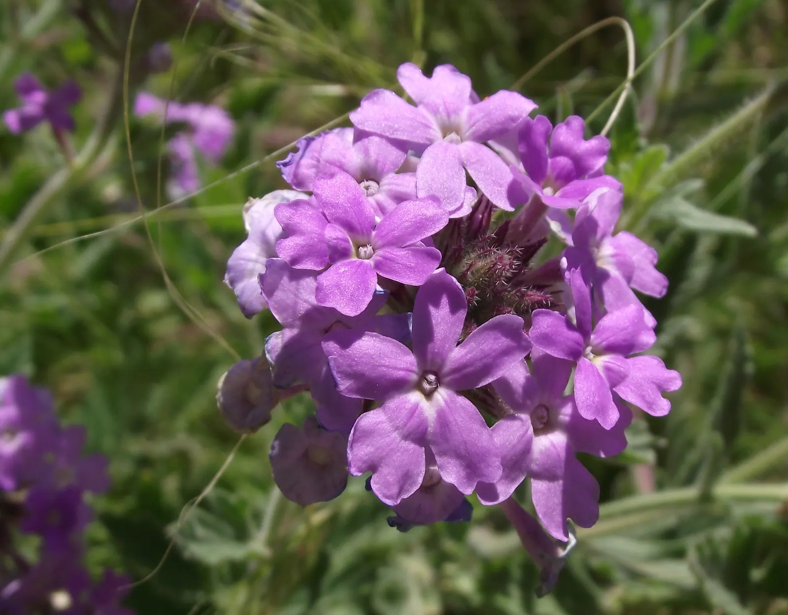 Goodding's Verbena (Verbena Gooddingii) — enriching biodiversity.<br><br>For optimal growth