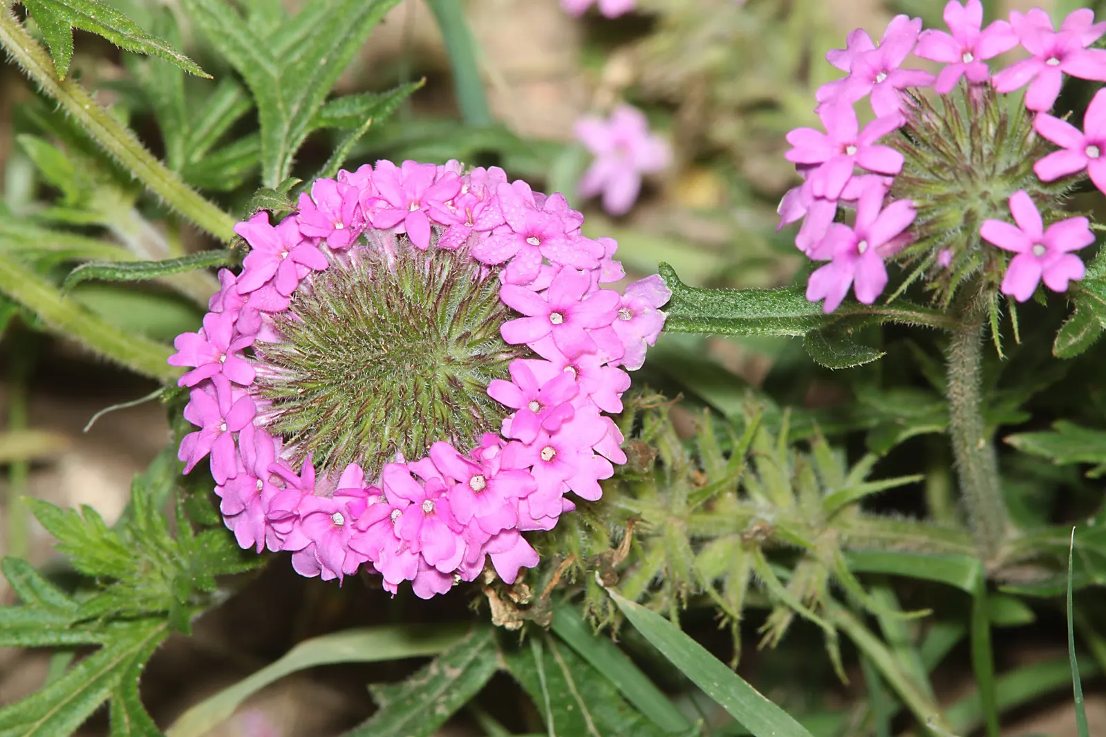 Goodding's Verbena (Verbena Gooddingii) — pink flowers in the garden