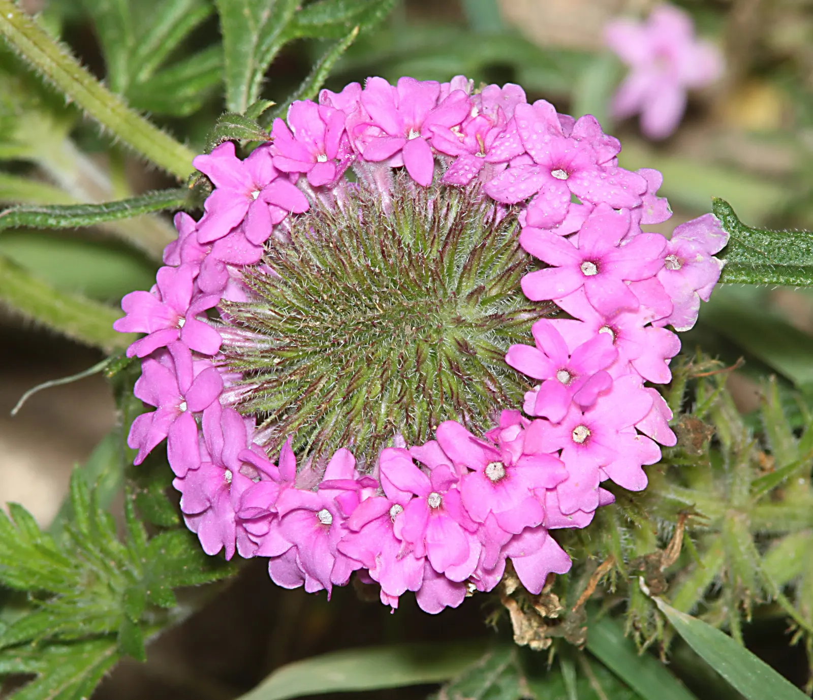 Goodding's Verbena (Verbena Gooddingii) — making it a wise choice for water-conscious landscapes