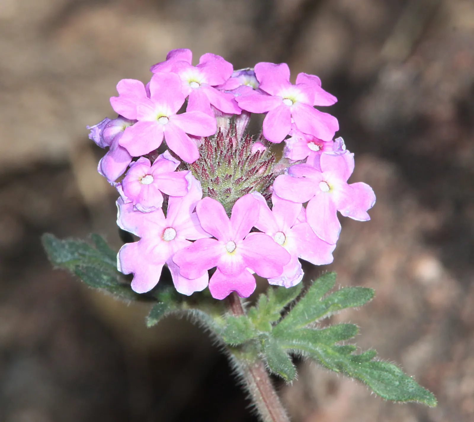 Goodding's Verbena (Verbena Gooddingii) — Regular deadheading can prolong the flowering season