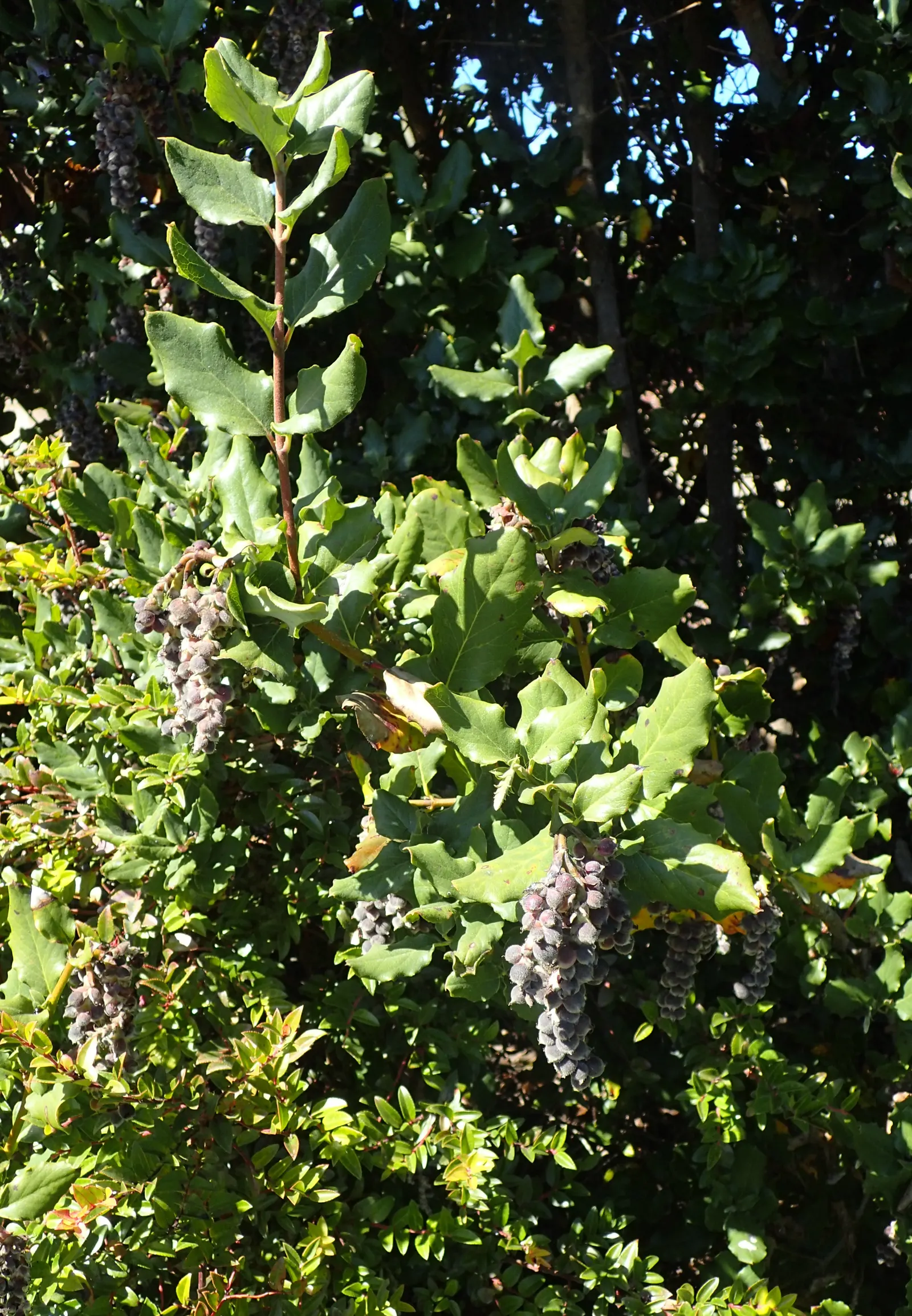 Coast Silktassel (Garrya elliptica) — consider its visual impact during the winter months