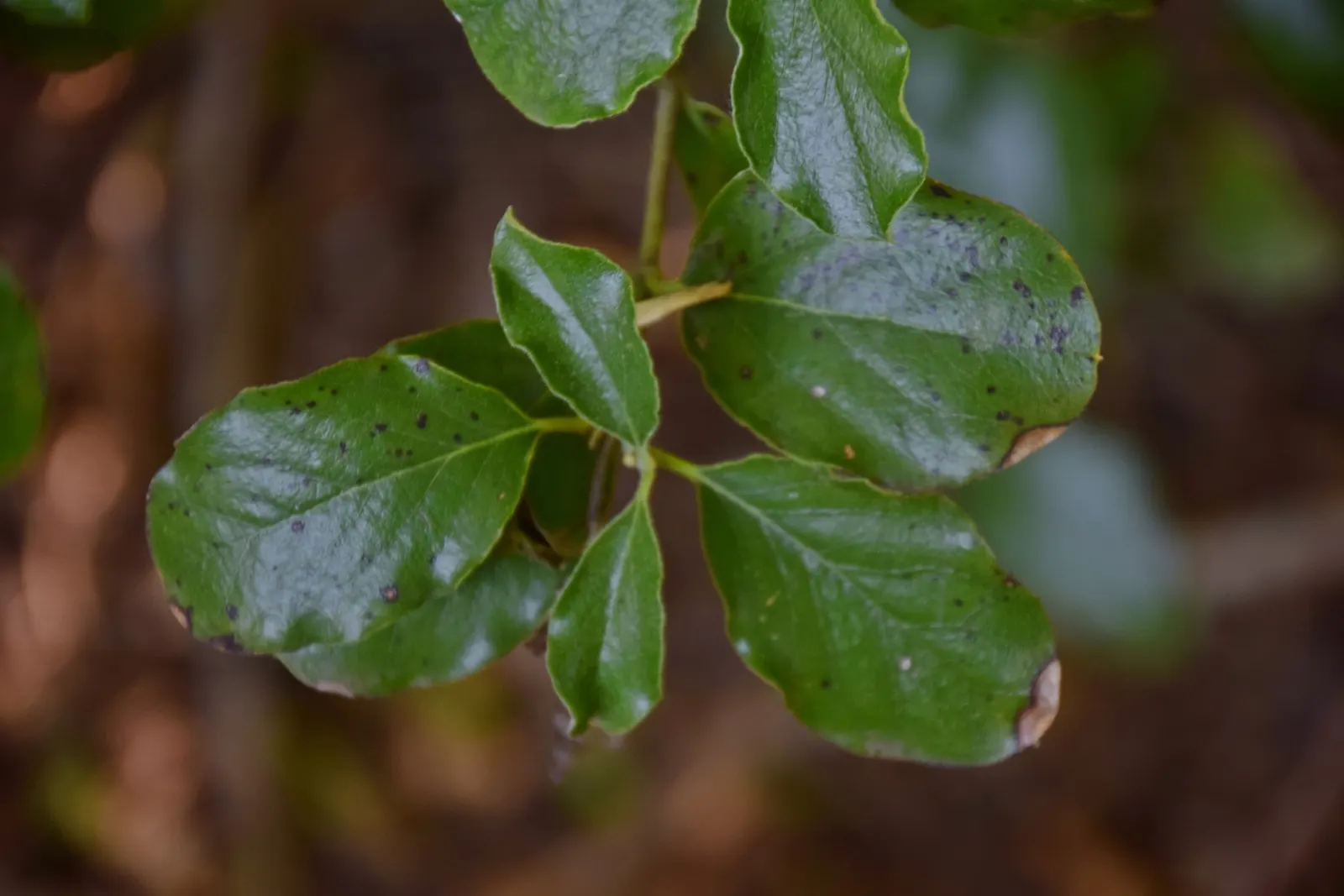 Coast Silktassel (Garrya elliptica) — This species thrives in USDA Hardiness Zones 7-10; the Coast Silktassel can be used for visual interest as a hedge