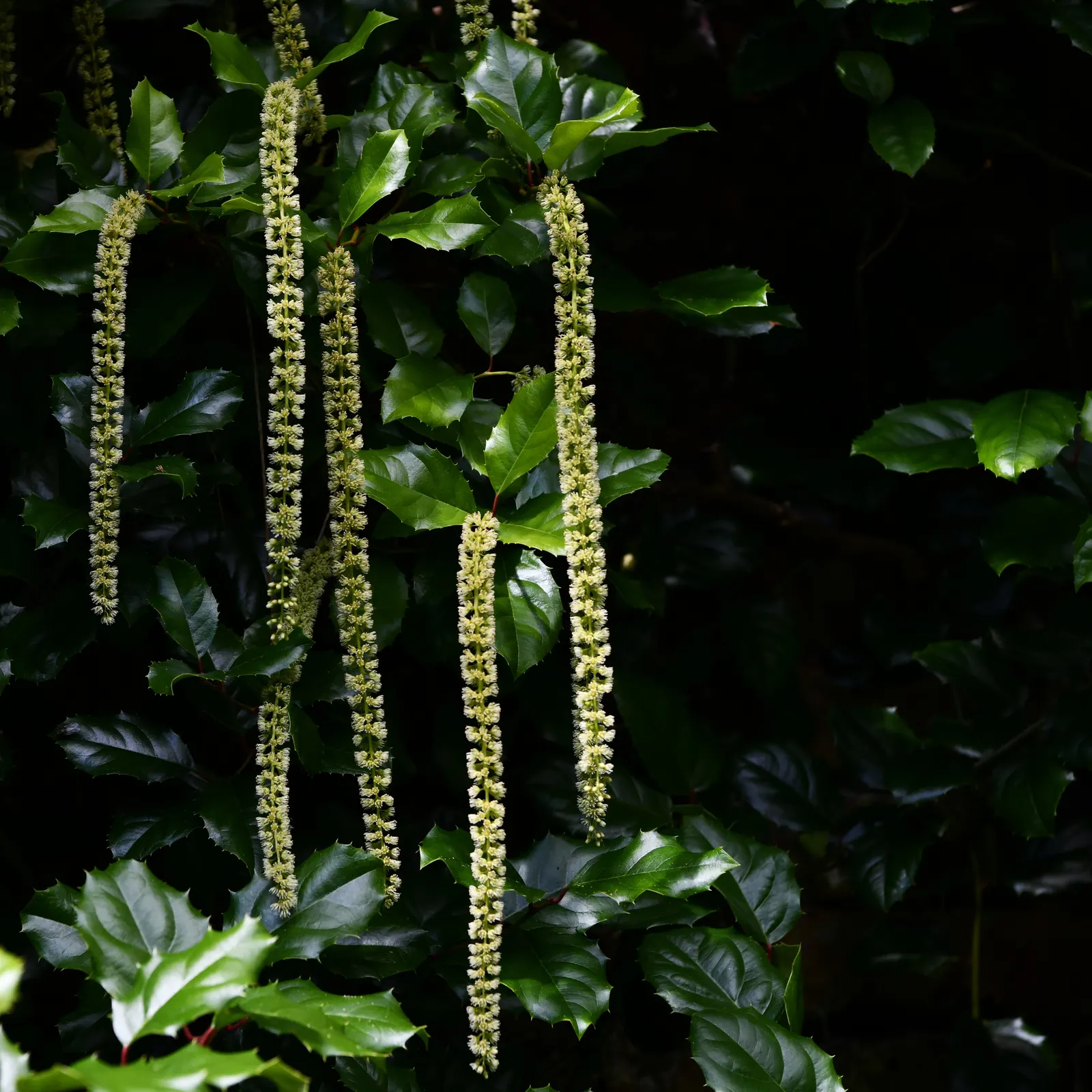 Coast Silktassel (Garrya elliptica) — hence the name "Silktassel." Female plants have shorter catkins but