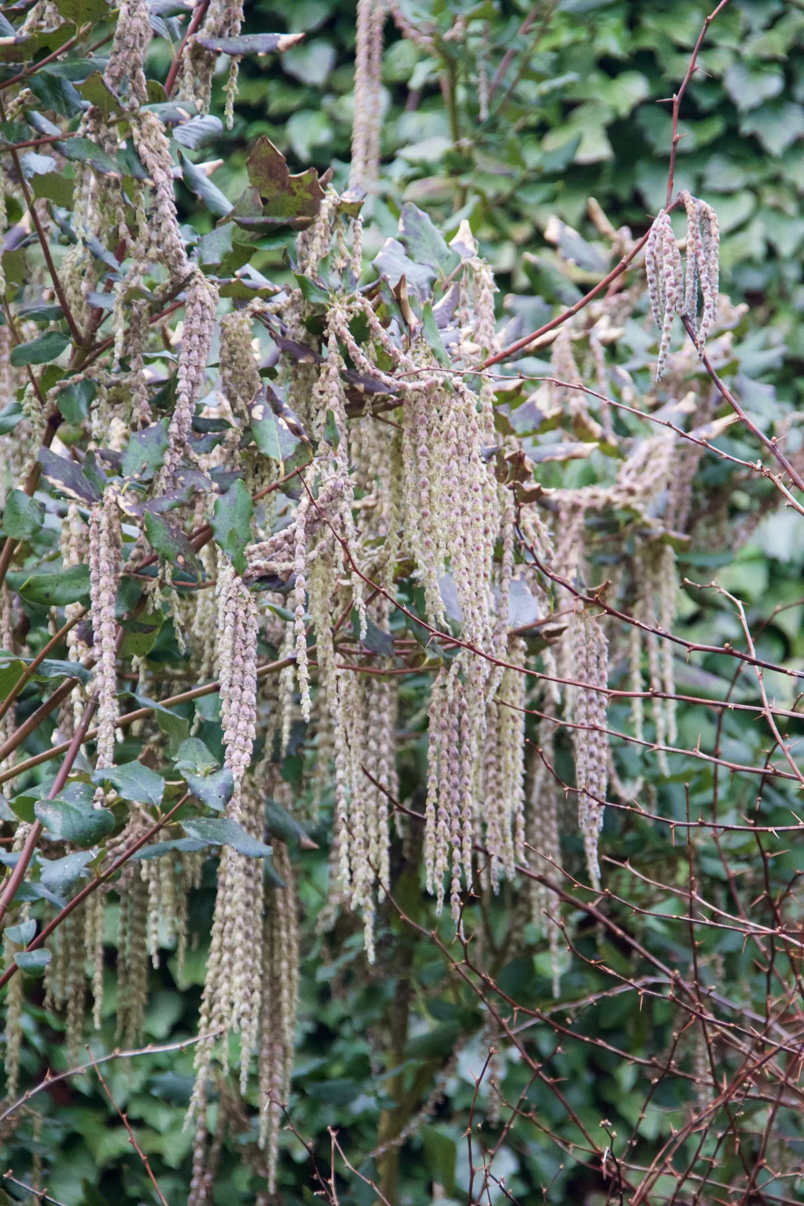 Coast Silktassel (Garrya elliptica) — Coast Silktassel (Garrya elliptica) is an evergreen shrub; ideal for hedges or screens, it grows 8 to 10 feet, image 57