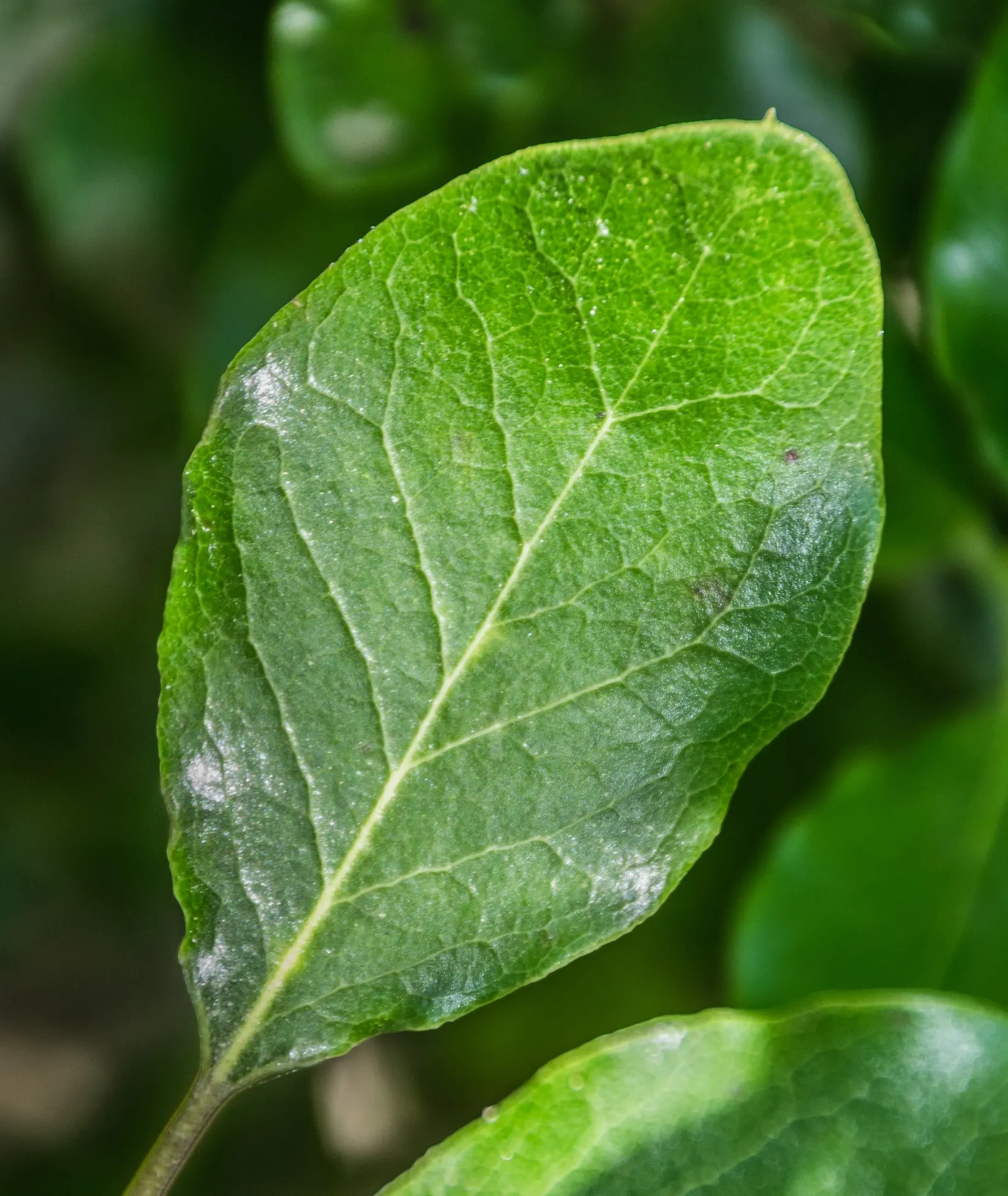 Coast Silktassel (Garrya elliptica) — it provides a year-round display of deep green foliage with a matte finish and a pale underside; this species, image 66