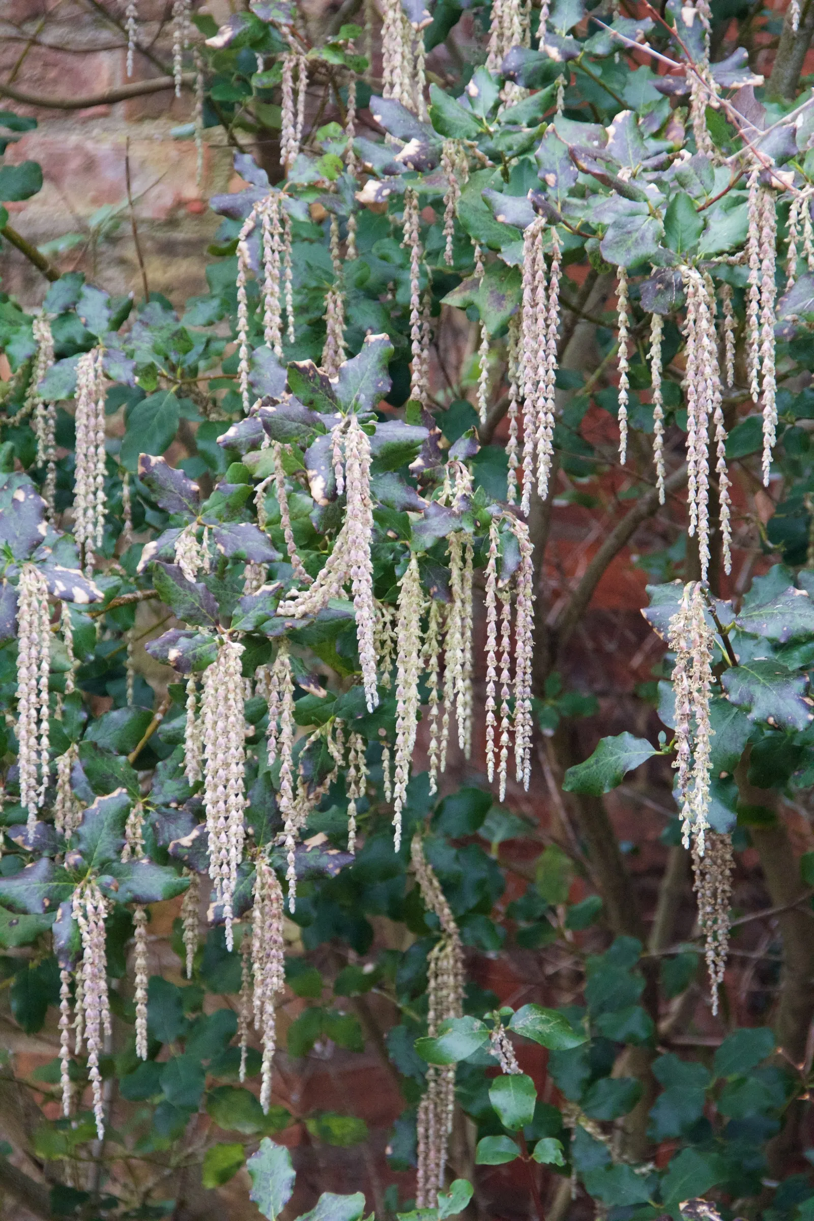 Coast Silktassel (Garrya elliptica) — It features leathery, elliptical leaves spanning up to 4 inches long, providing year-round dense foliage; the, image 59