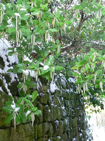 Coast Silktassel (Garrya elliptica) — making it a valuable asset for water-conservative landscapes; ideal for hedges or screens, it grows 8 to 10 feet high and
