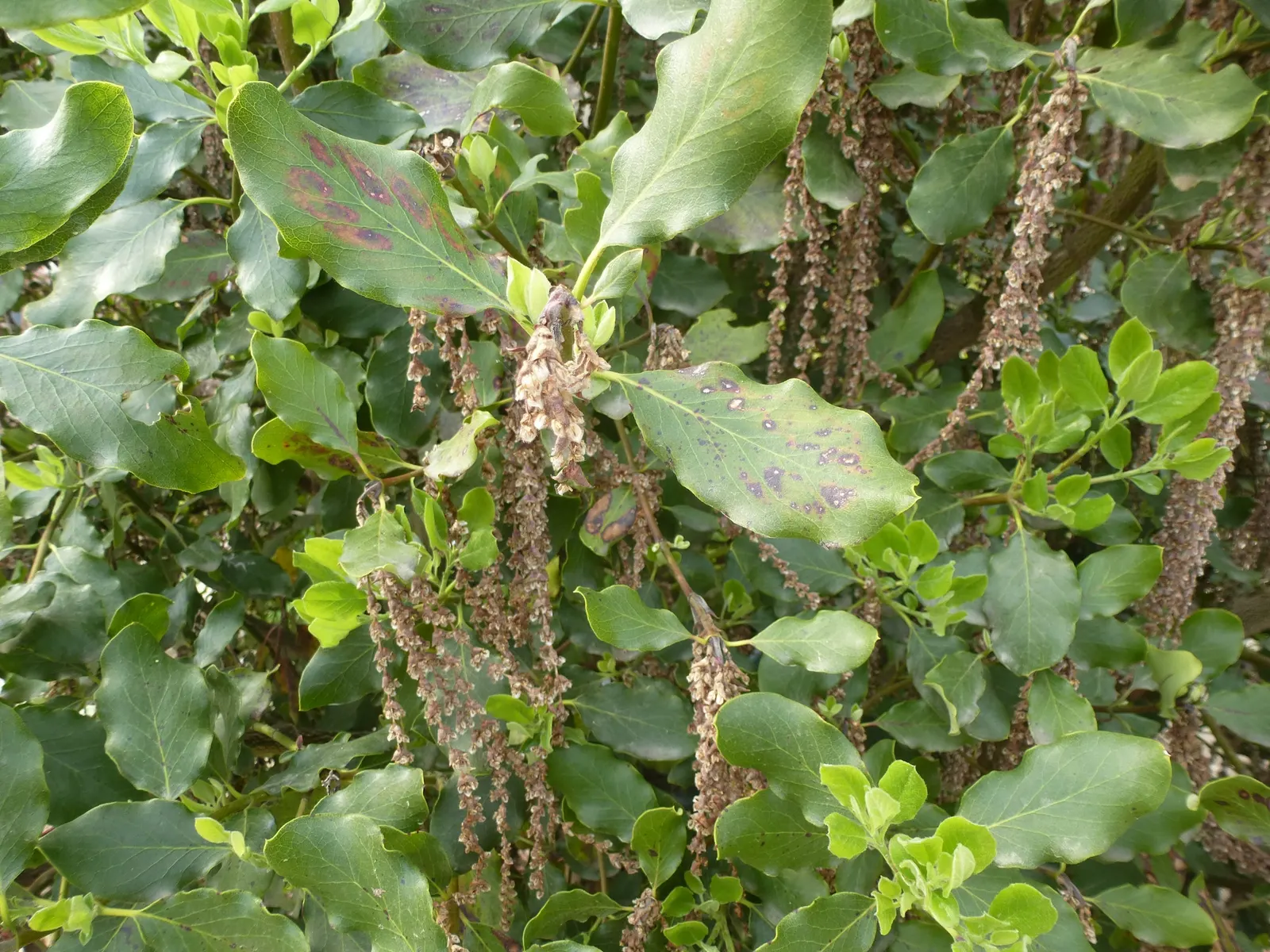 Coast Silktassel (Garrya elliptica) — with the male catkins being particularly ornamental