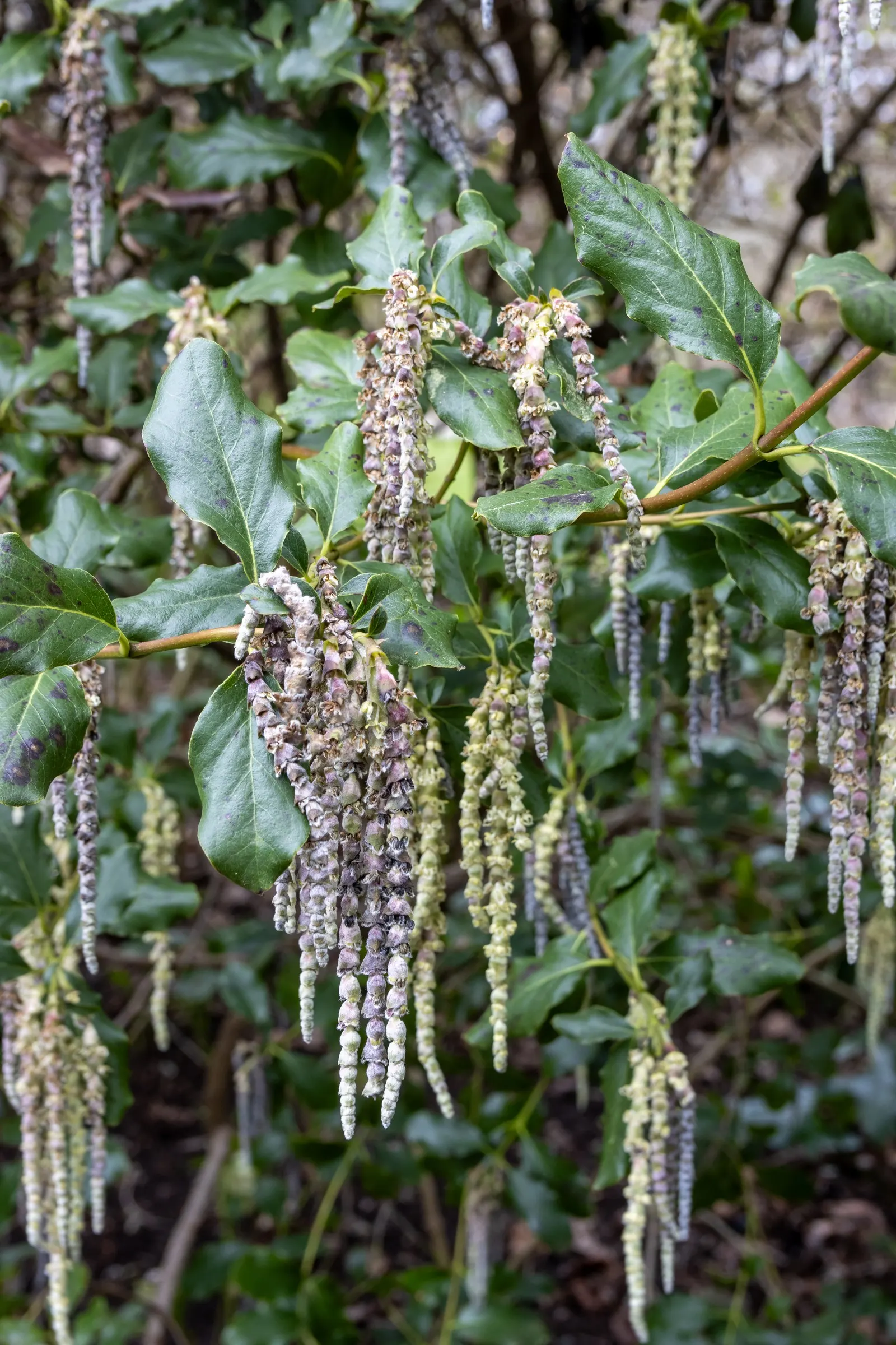 Coast Silktassel (Garrya elliptica) — is a captivating evergreen shrub native to the coastal regions of California and Oregon