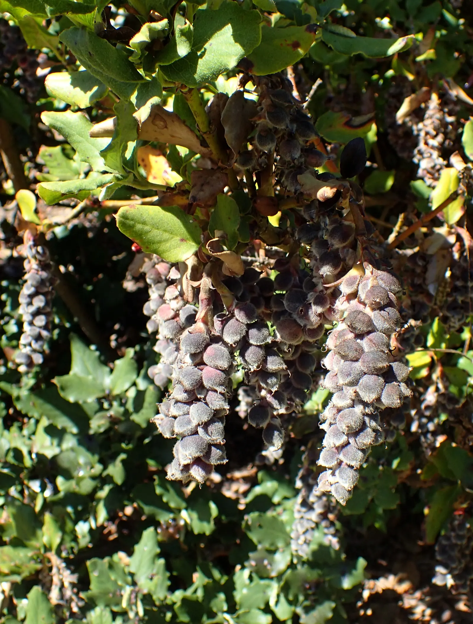 Coast Silktassel (Garrya elliptica) — shrub for full or half