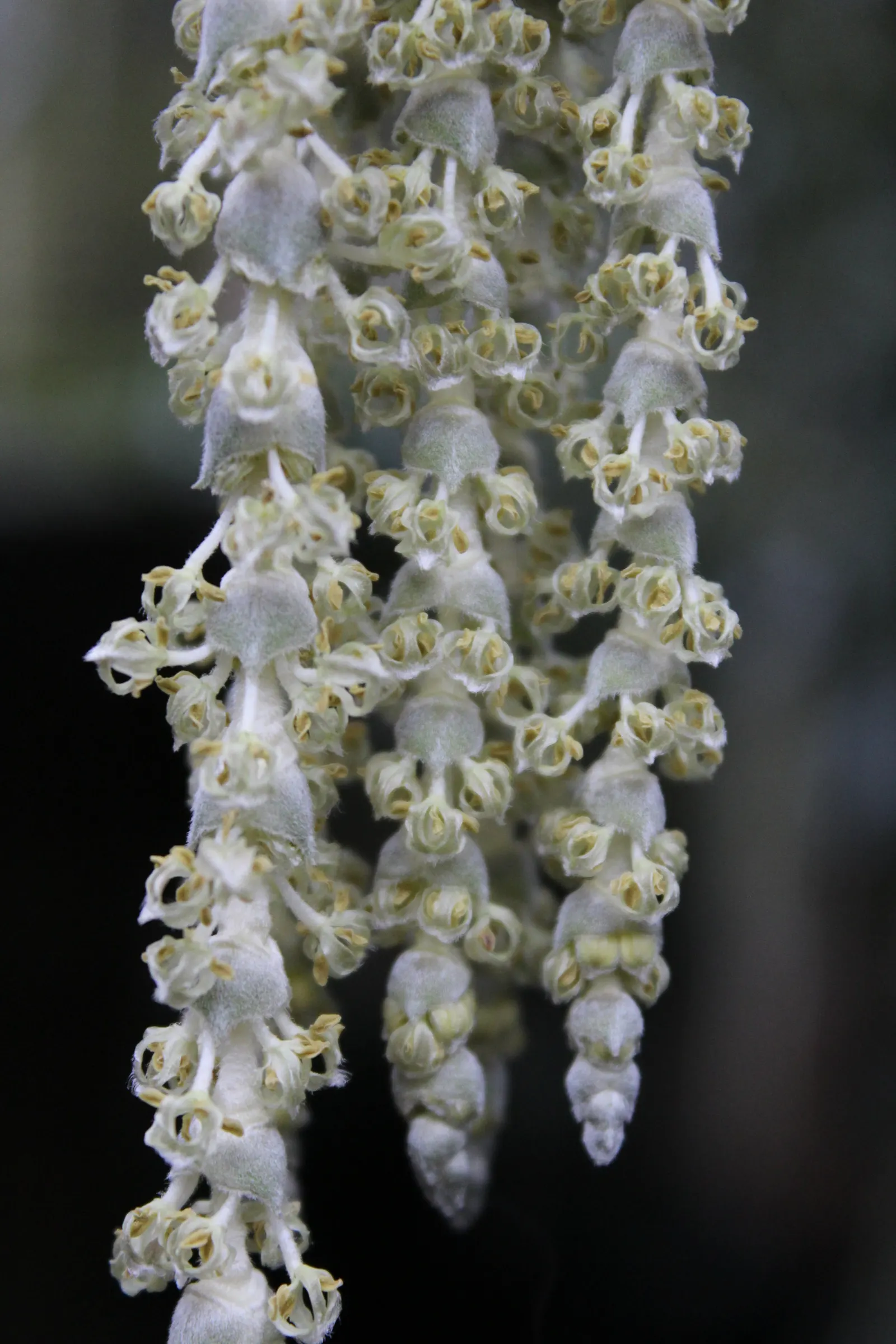 Coast Silktassel (Garrya elliptica) — elliptical leaves that measure roughly 2 to 4 inches long; ideal for hedges or screens, it grows 8 to 10 feet high and
