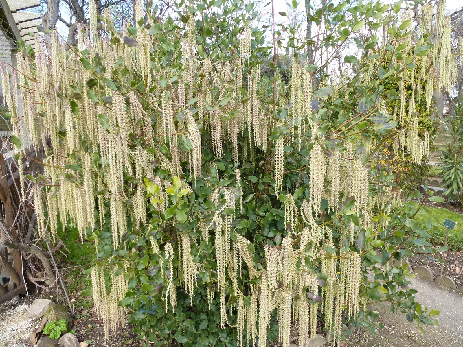 Coast Silktassel (Garrya elliptica) — Ideal for hedges or screens, it grows 8 to 10 feet high and wide in USDA zones 7-10