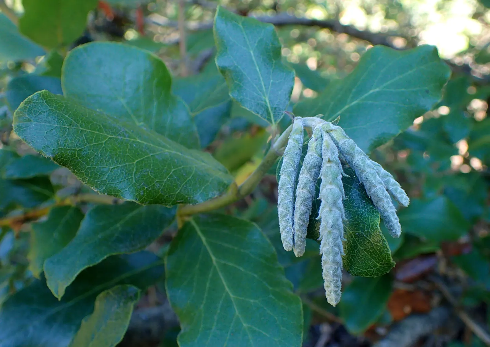 Coast Silktassel (Garrya elliptica) — Male and female flowers are on separate plants (dioecious)