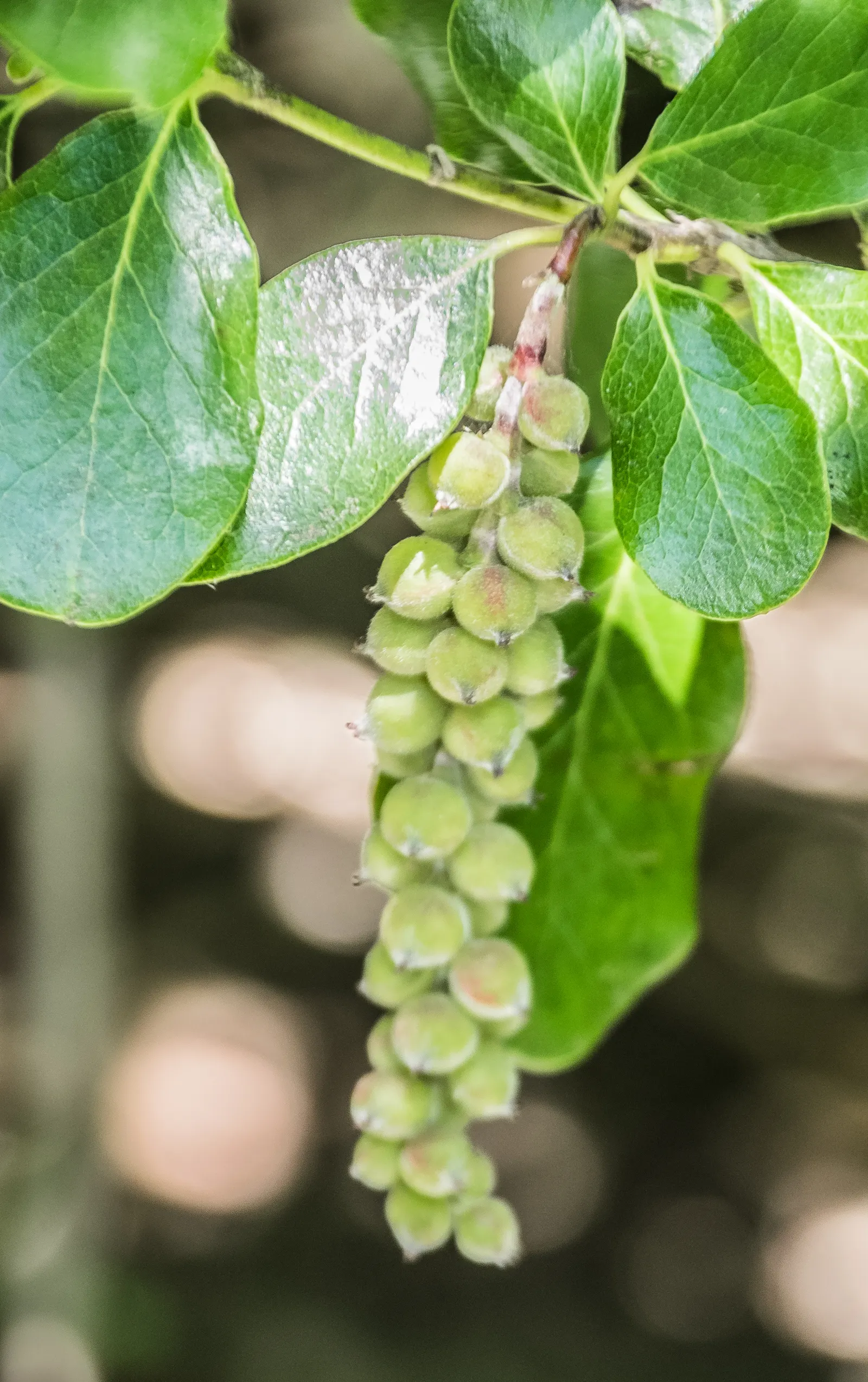 Coast Silktassel (Garrya elliptica) — consider its visual impact during the winter months; making it an excellent choice for adding texture and movement to the
