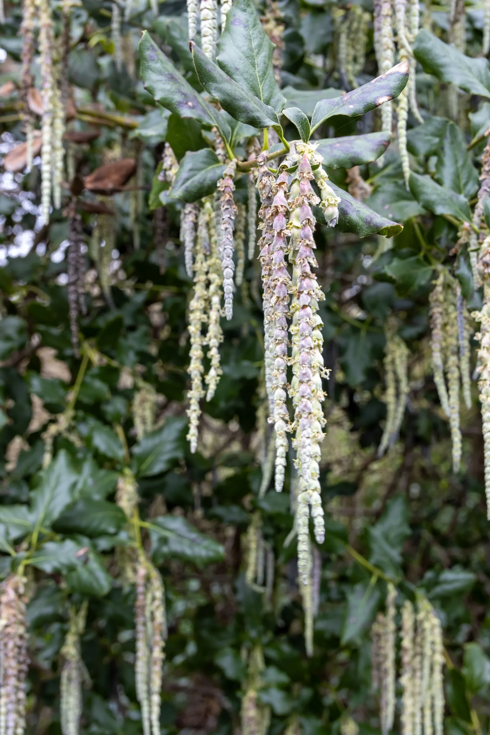 Coast Silktassel (Garrya elliptica) — making it a valuable asset for water-conservative landscapes