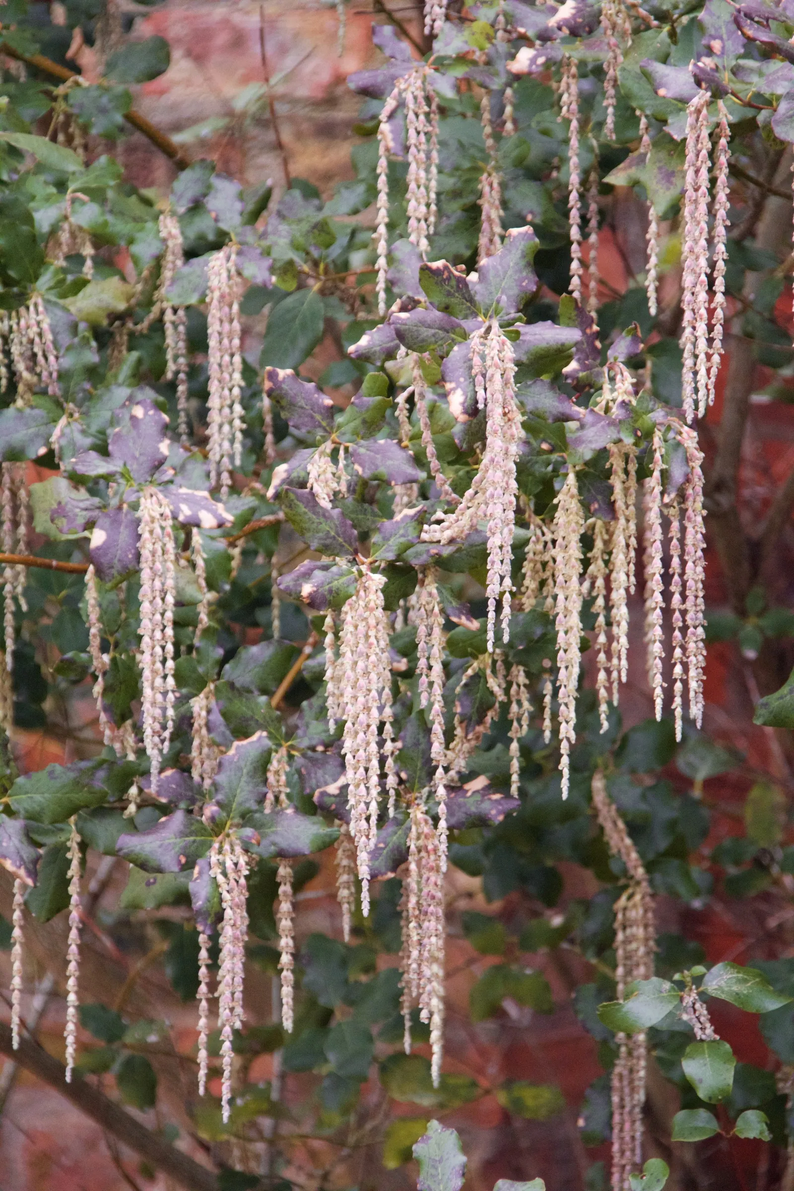 Coast Silktassel (Garrya elliptica) — This species thrives in USDA Hardiness Zones 7-10; the Coast Silktassel can be used for visual interest as a, image 67