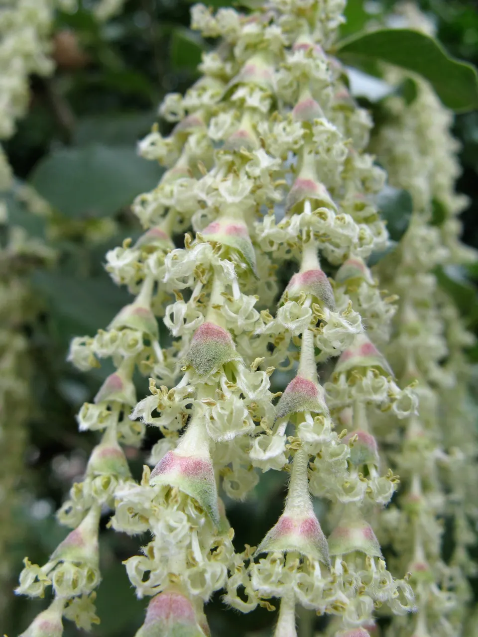 Coast Silktassel (Garrya elliptica) — It features leathery, elliptical leaves spanning up to 4 inches long, providing year-round dense foliage