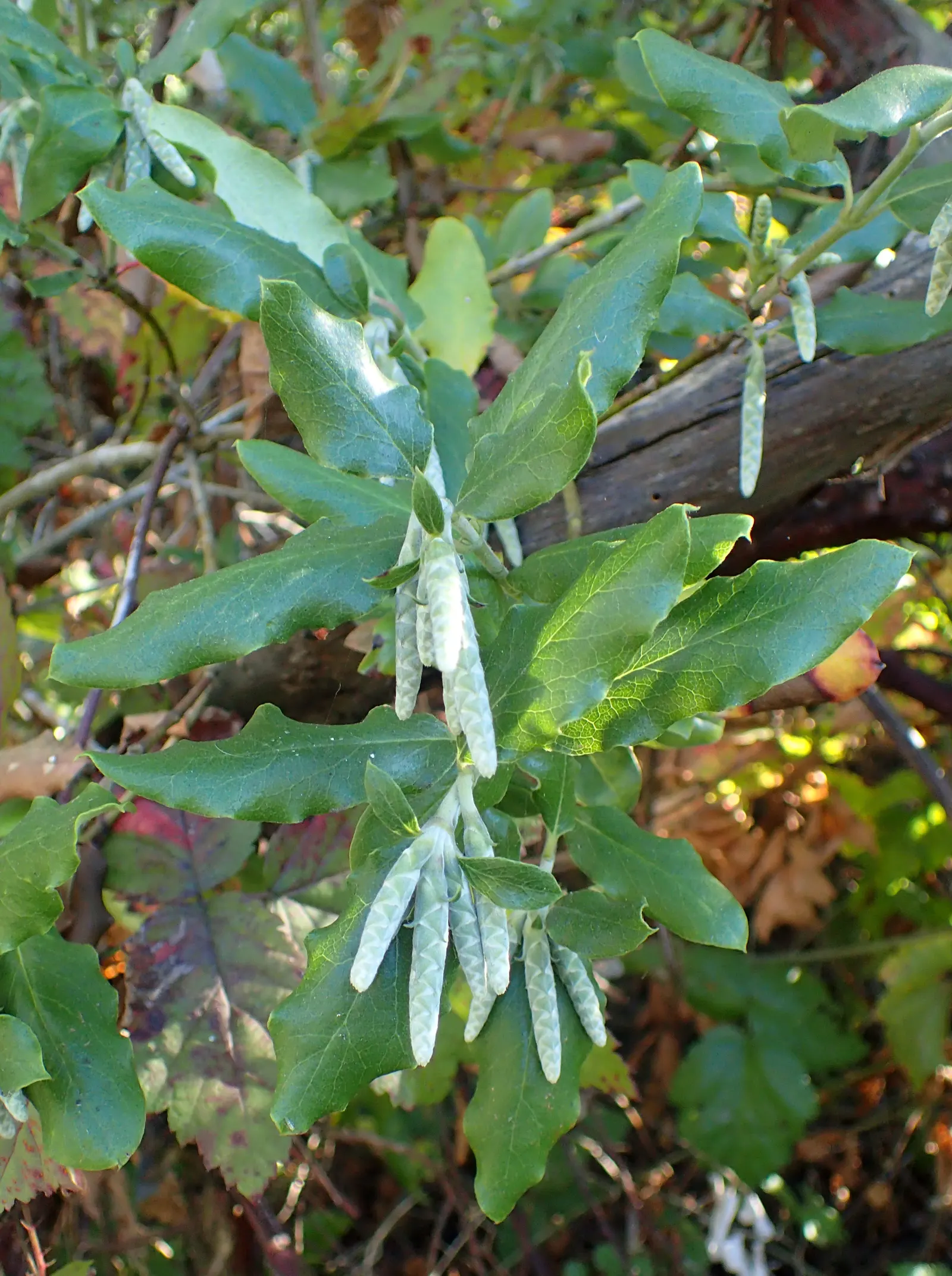 Coast Silktassel (Garrya elliptica) — or as a solitary specimen