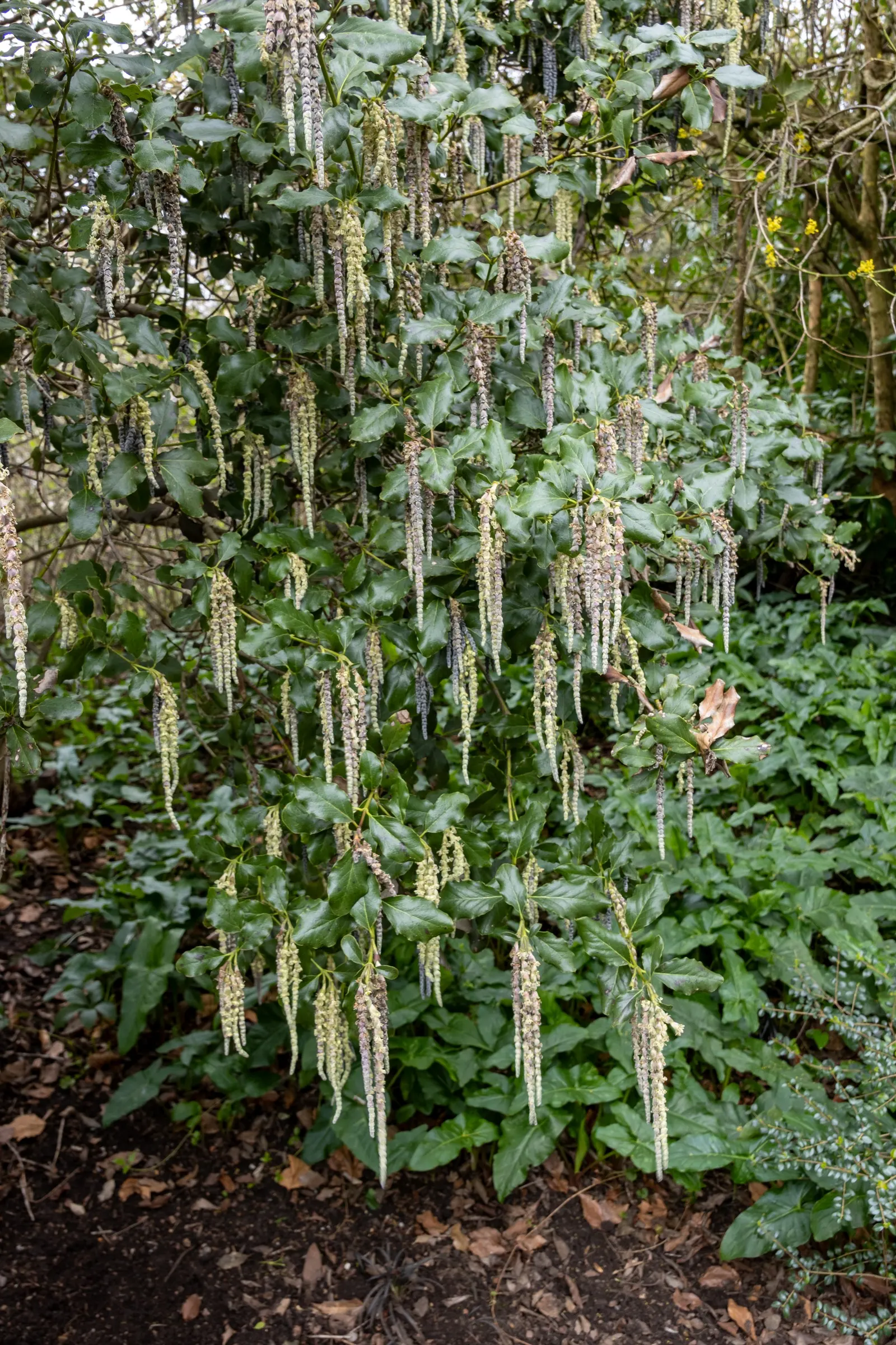 Coast Silktassel (Garrya elliptica) — making it an excellent choice for adding texture and movement to the landscape