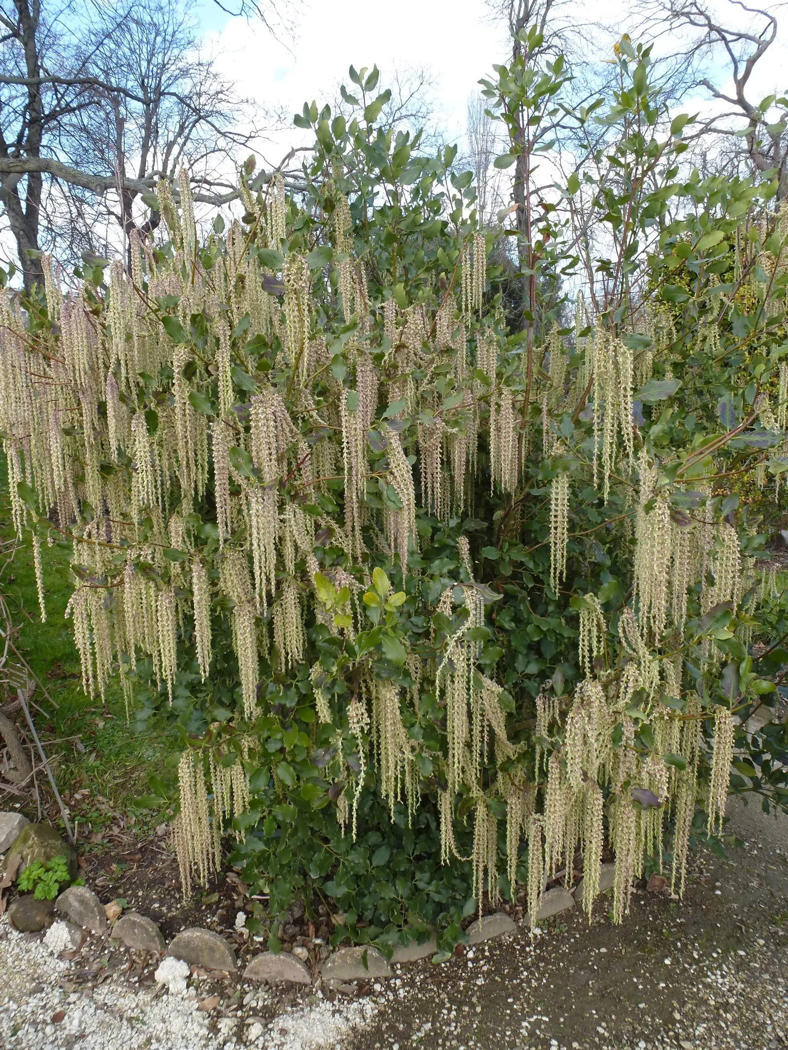 Coast Silktassel (Garrya elliptica) — the Coast Silktassel can be used for visual interest as a hedge