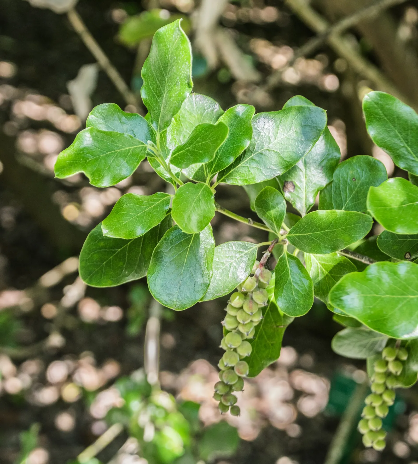 Coast Silktassel (Garrya elliptica) — scientifically named Garrya elliptica