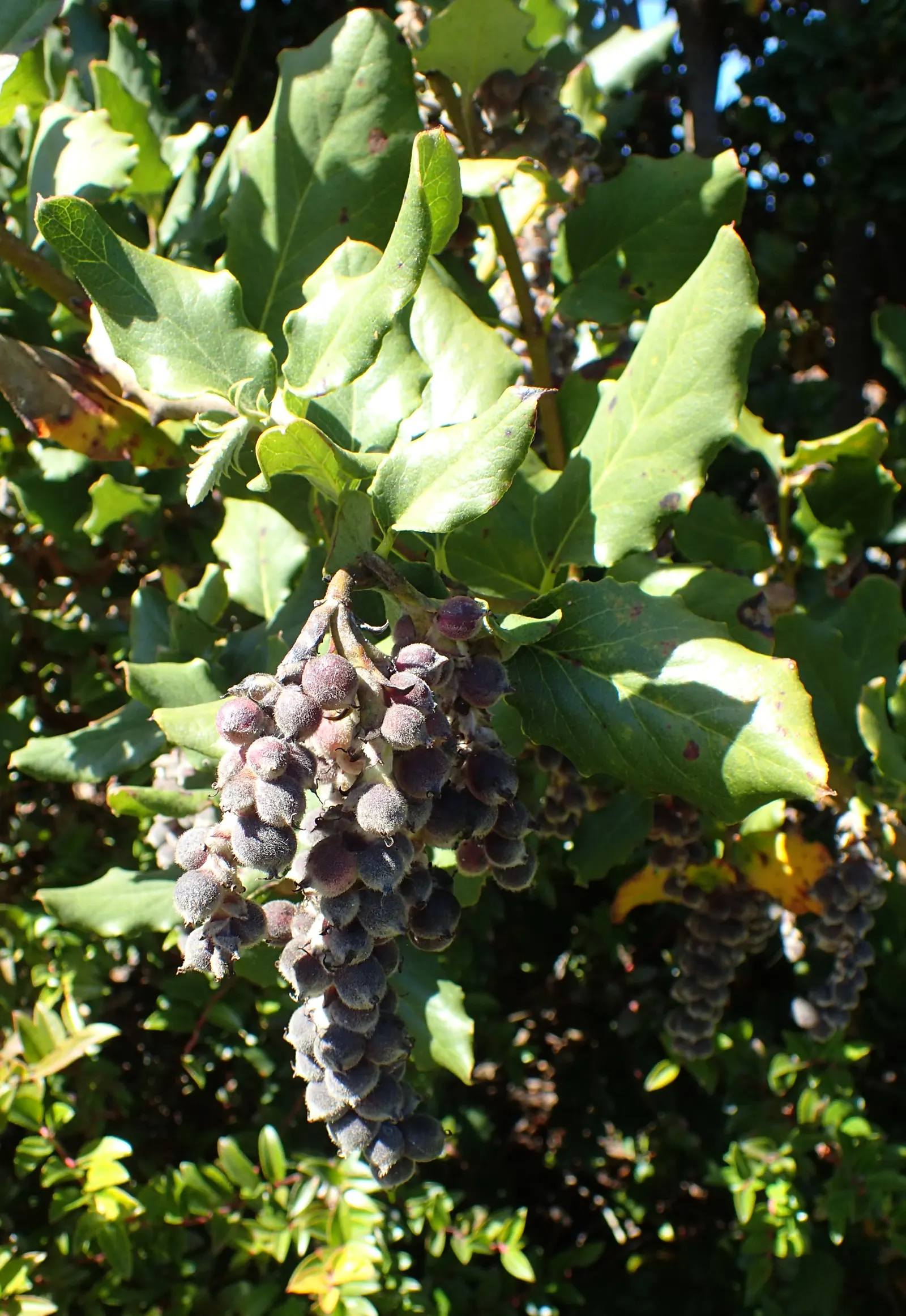 Coast Silktassel (Garrya elliptica) — which appear in the winter and can persist into the early spring