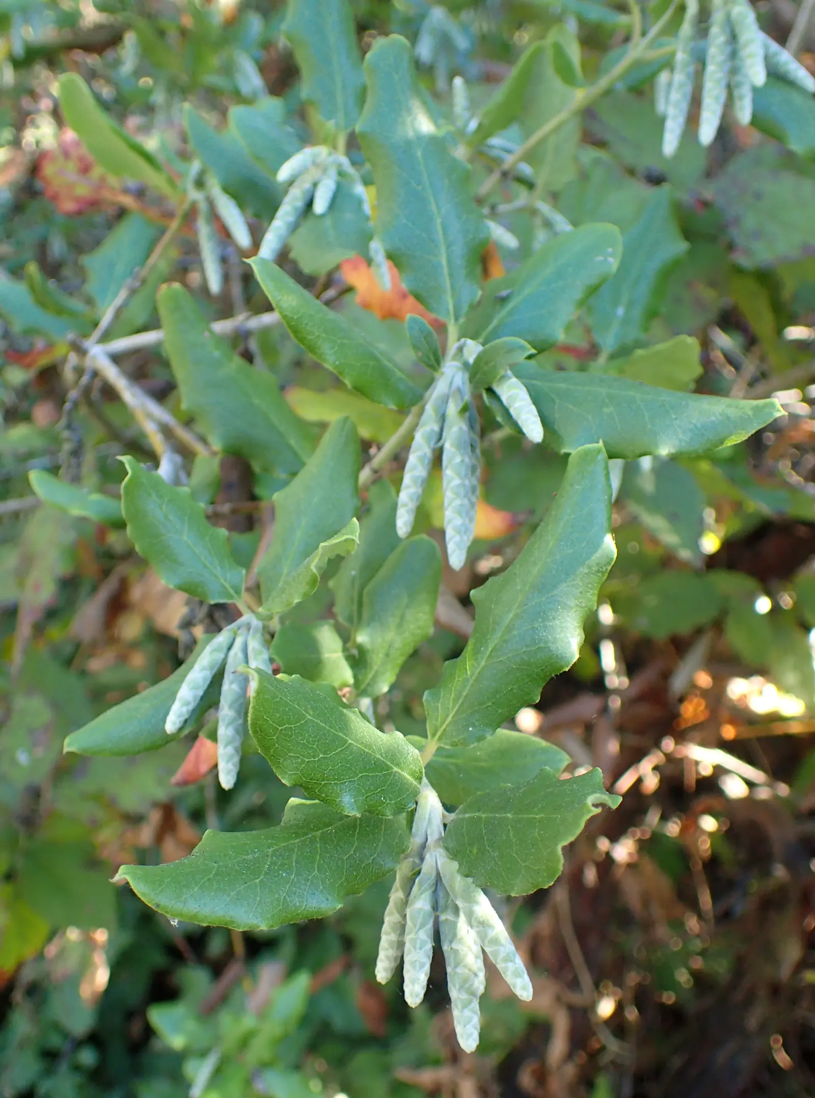 Coast Silktassel (Garrya elliptica) — elliptical leaves that measure roughly 2 to 4 inches long; ideal for hedges or screens, it grows 8 to 10 feet, image 65