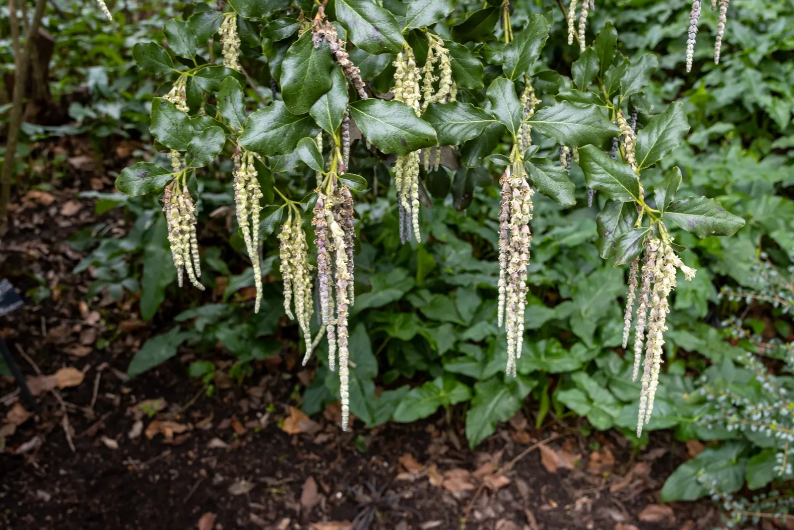 Coast Silktassel (Garrya elliptica) — Coast Silktassel (Garrya elliptica) is an evergreen shrub; ideal for hedges or screens, it grows 8 to 10 feet high and