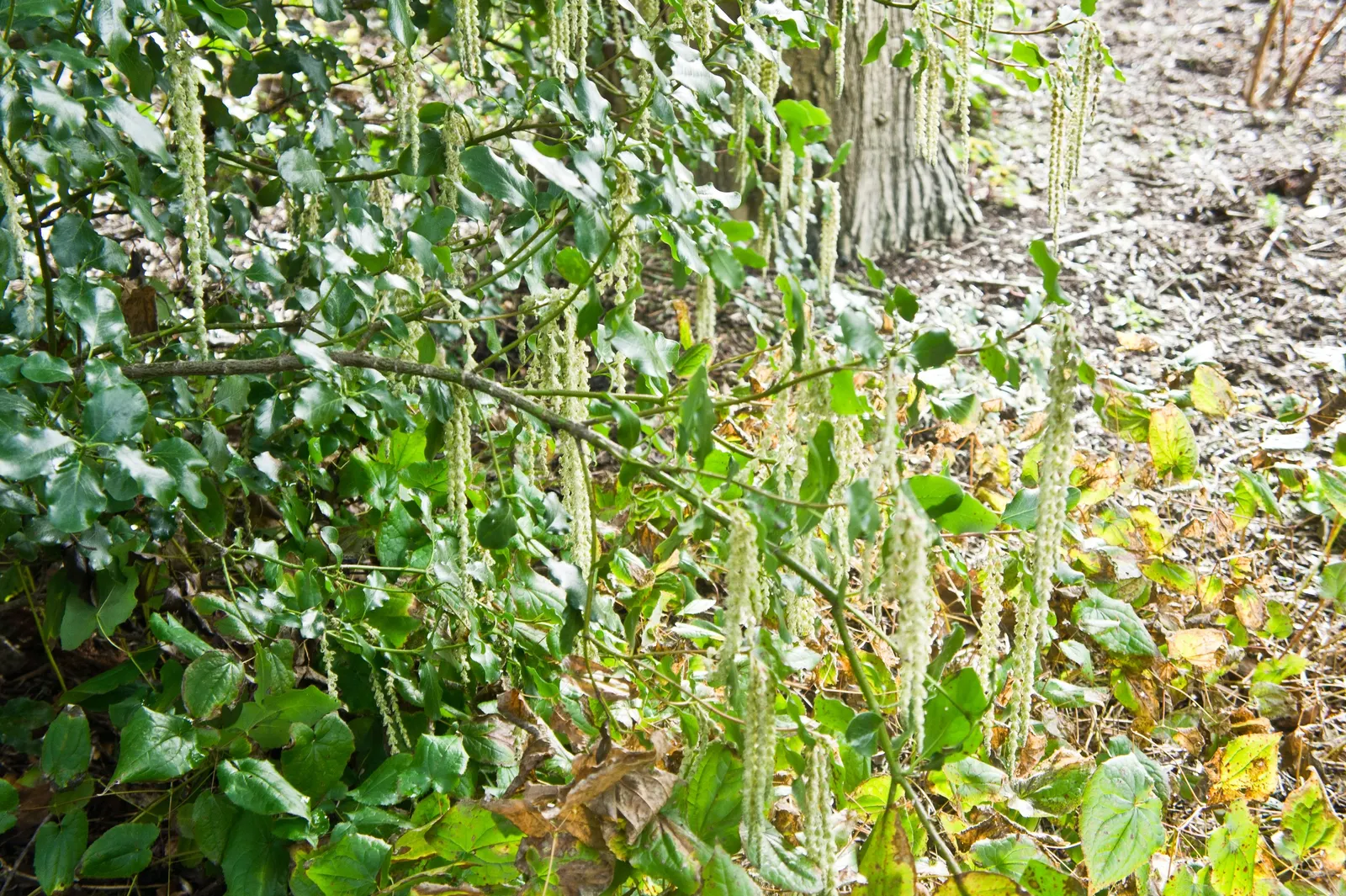 Coast Silktassel (Garrya elliptica) — which appear in the winter and can persist into the early spring; making it an excellent choice for adding texture and