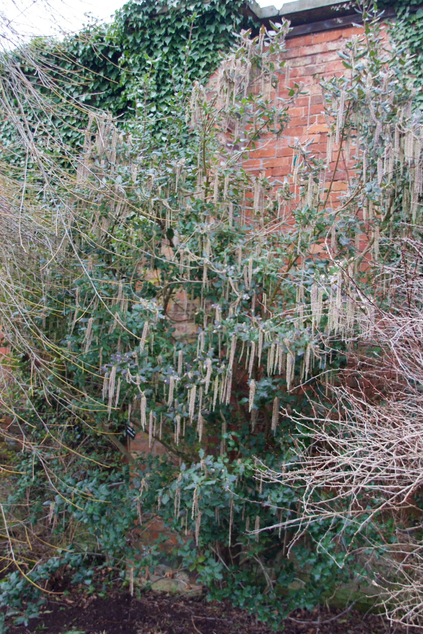 Coast Silktassel (Garrya elliptica) — Drought-tolerant once established; this species thrives in USDA Hardiness Zones 7-10, image 62