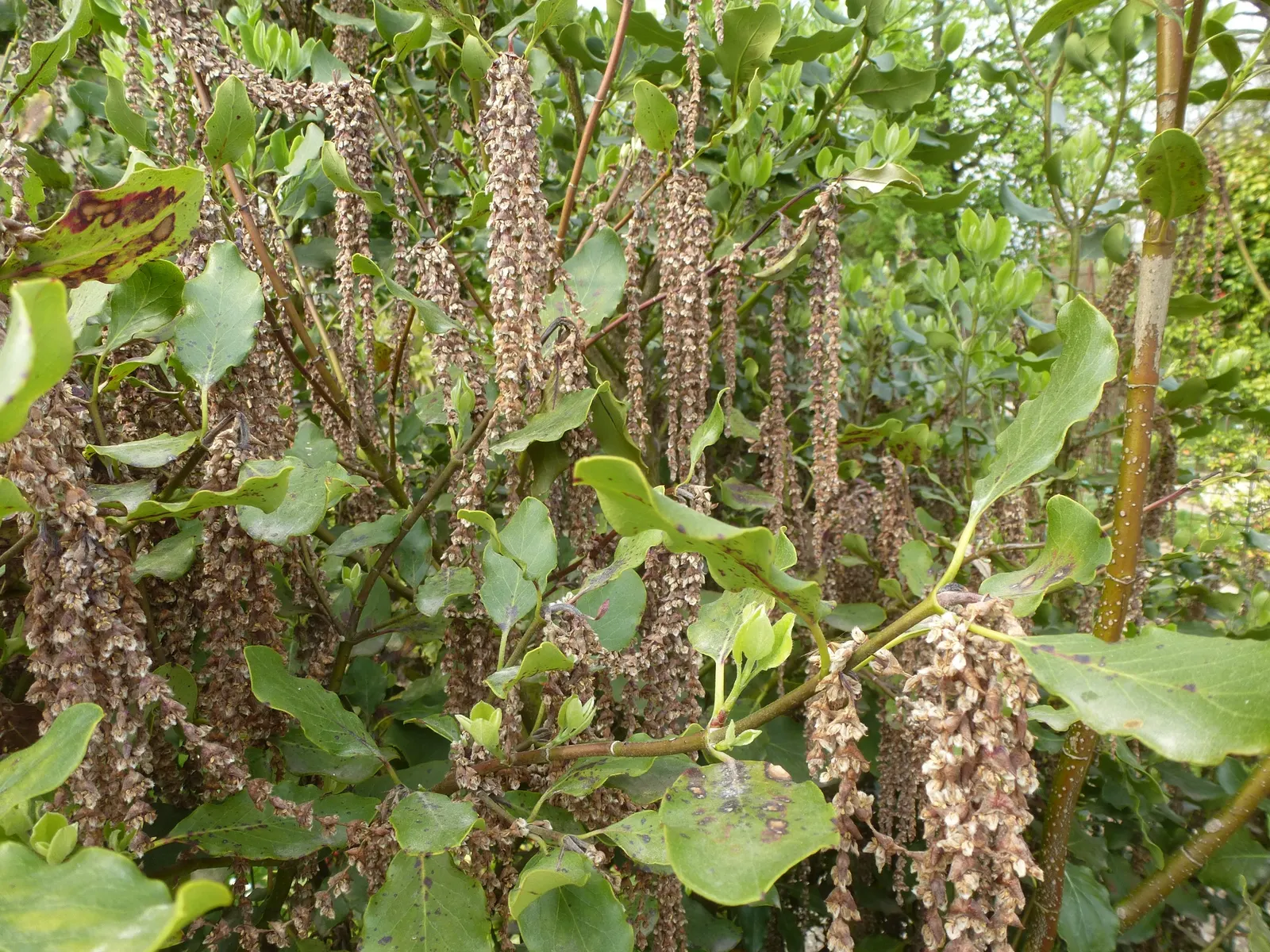 Coast Silktassel (Garrya elliptica) — scientifically named Garrya elliptica; the Coast Silktassel can be used for visual interest as a hedge, image 63
