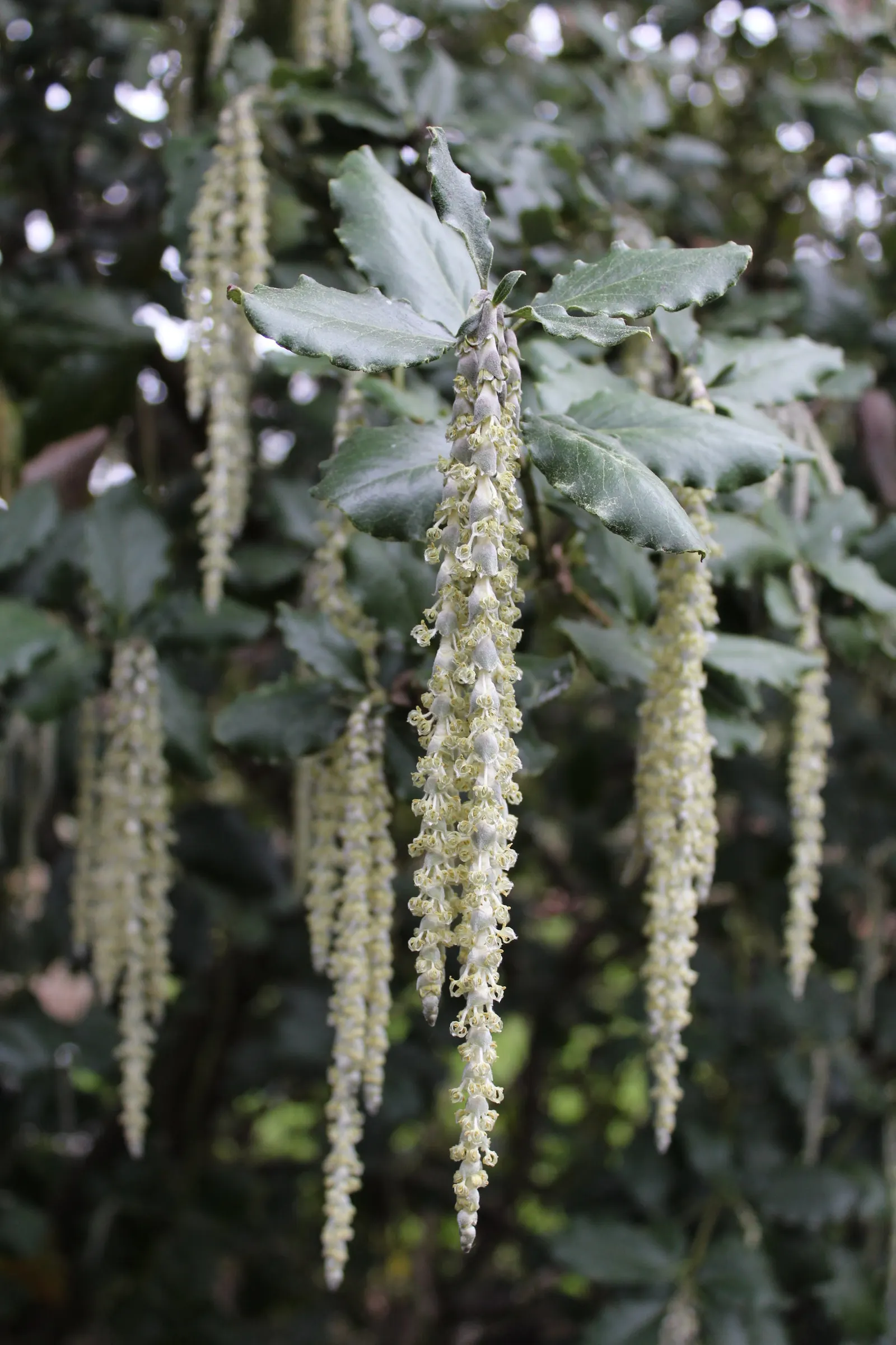 Coast Silktassel (Garrya elliptica) — scientifically named Garrya elliptica; the Coast Silktassel can be used for visual interest as a hedge