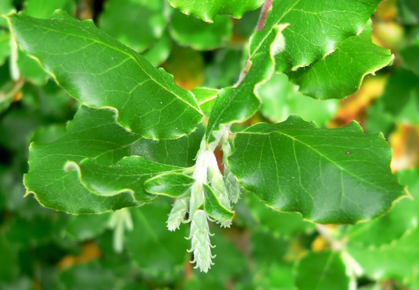 Coast Silktassel (Garrya elliptica) — with the male catkins being particularly ornamental; this species thrives in USDA Hardiness Zones 7-10