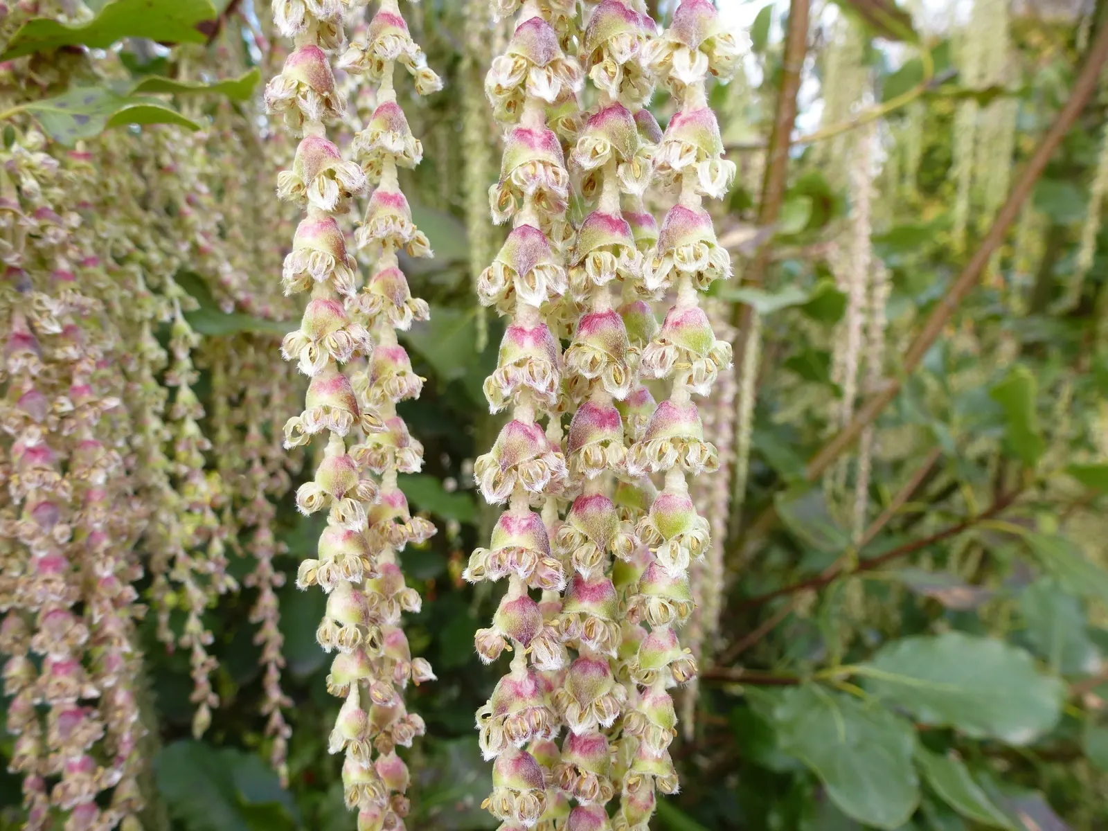 Coast Silktassel (Garrya elliptica) — Prefers partial shade to full sun and well-drained soil; ideal for hedges or screens, it grows 8 to 10 feet high and wide
