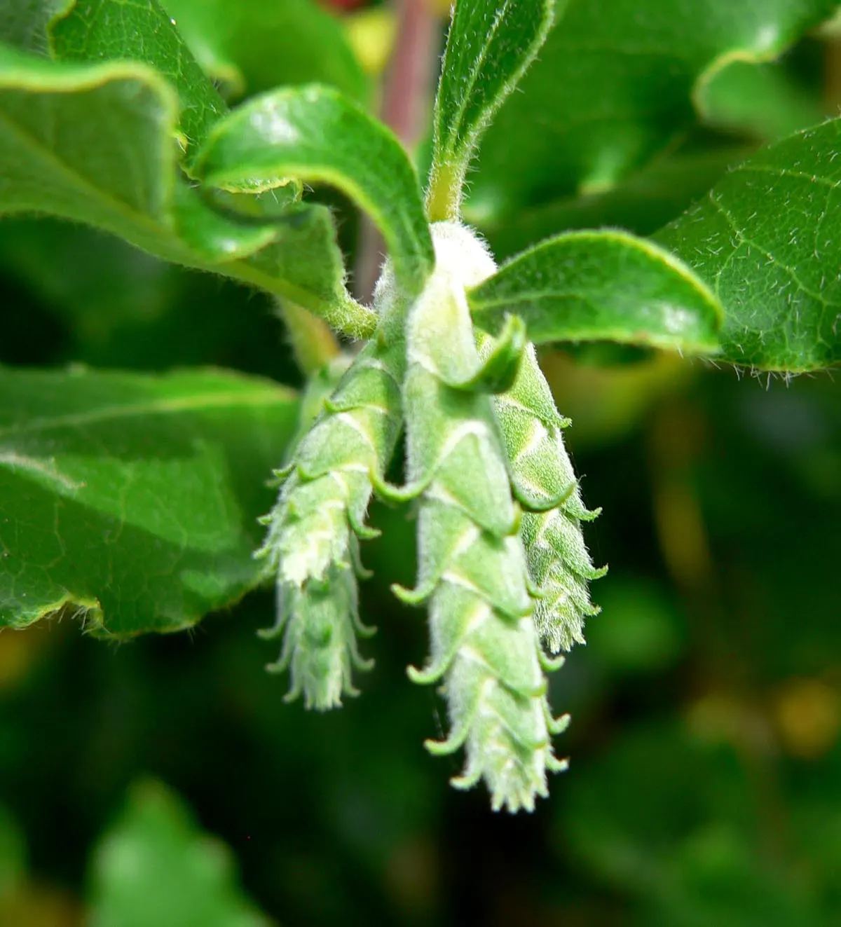 Coast Silktassel (Garrya elliptica) — the Coast Silktassel can be used for visual interest as a hedge; this species thrives in USDA Hardiness Zones 7-10