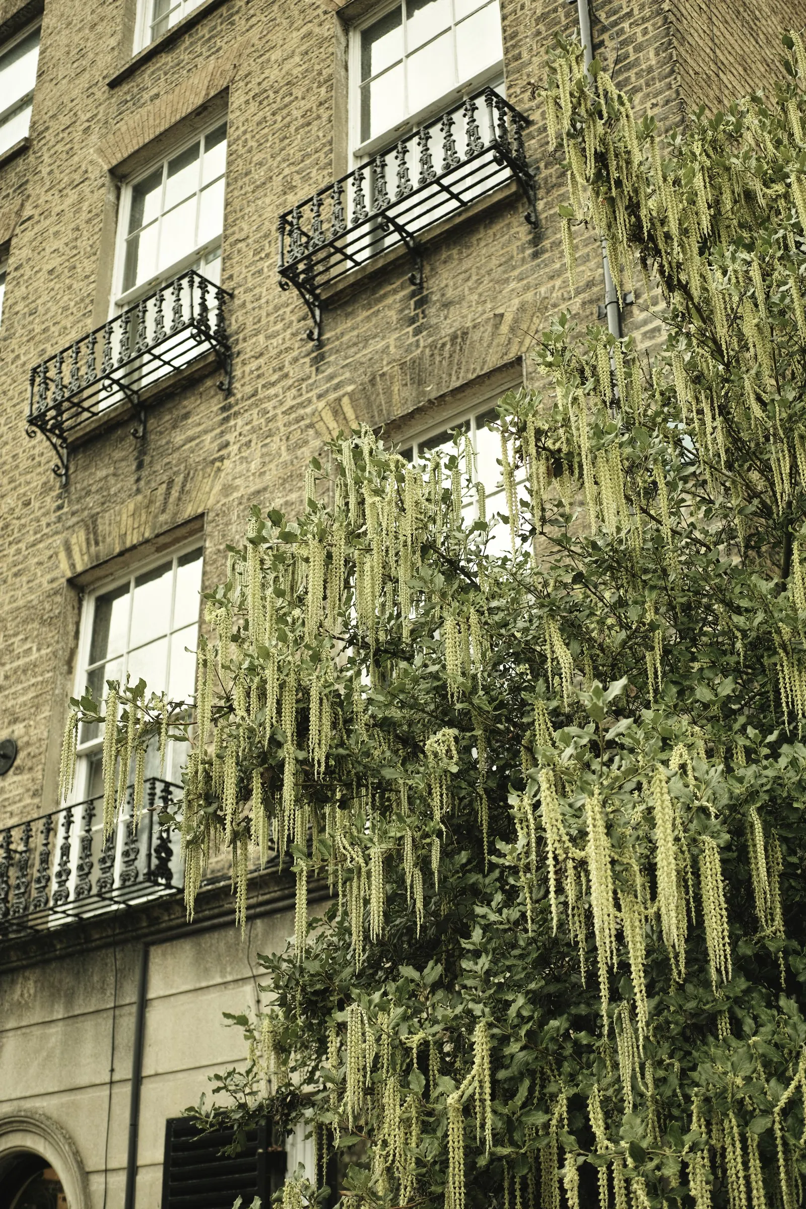 Coast Silktassel (Garrya elliptica) — and gracefully drooping in cascading tassels; making it an excellent choice for adding texture and movement to the