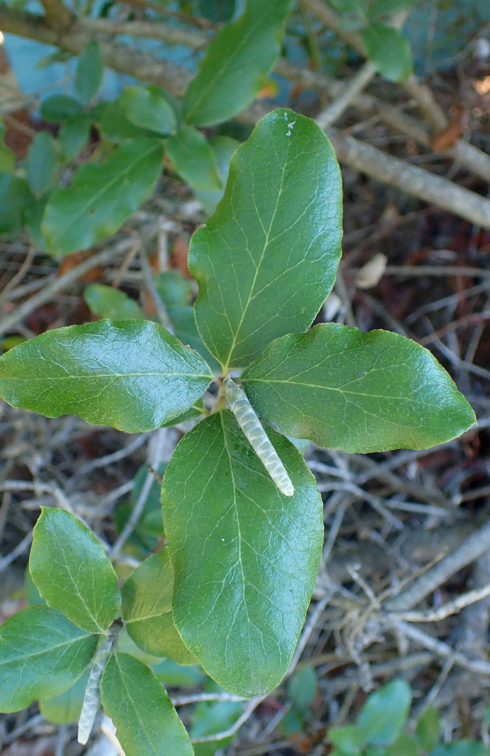 Coast Silktassel (Garrya elliptica) — Prefers partial shade to full sun and well-drained soil