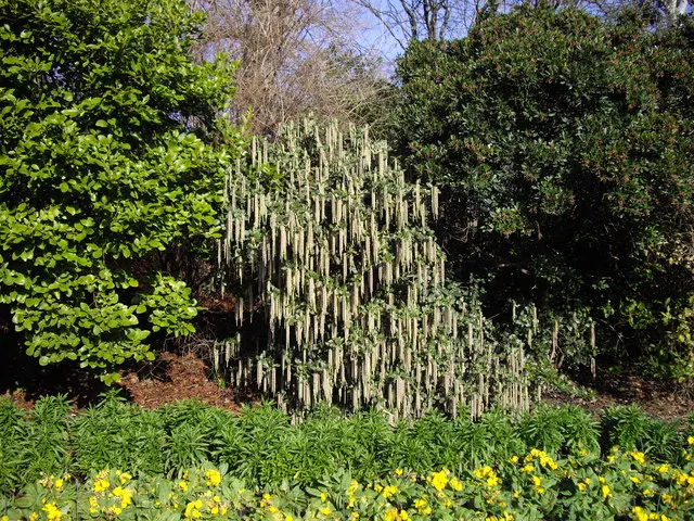 Coast Silktassel (Garrya elliptica) — is a captivating evergreen shrub native to the coastal regions of California and Oregon; making it an excellent choice