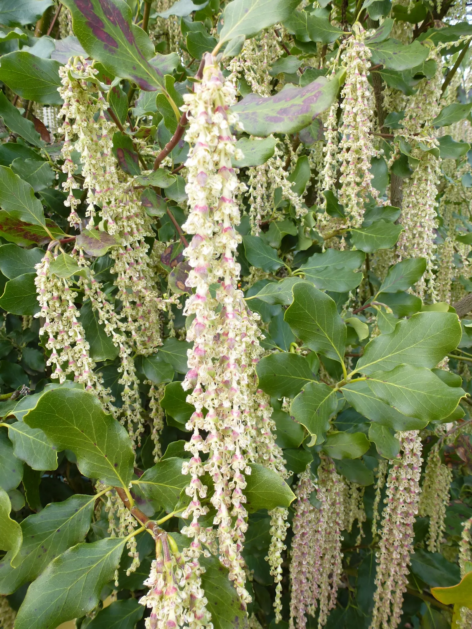 Coast Silktassel (Garrya elliptica) — shrub with white blooms
