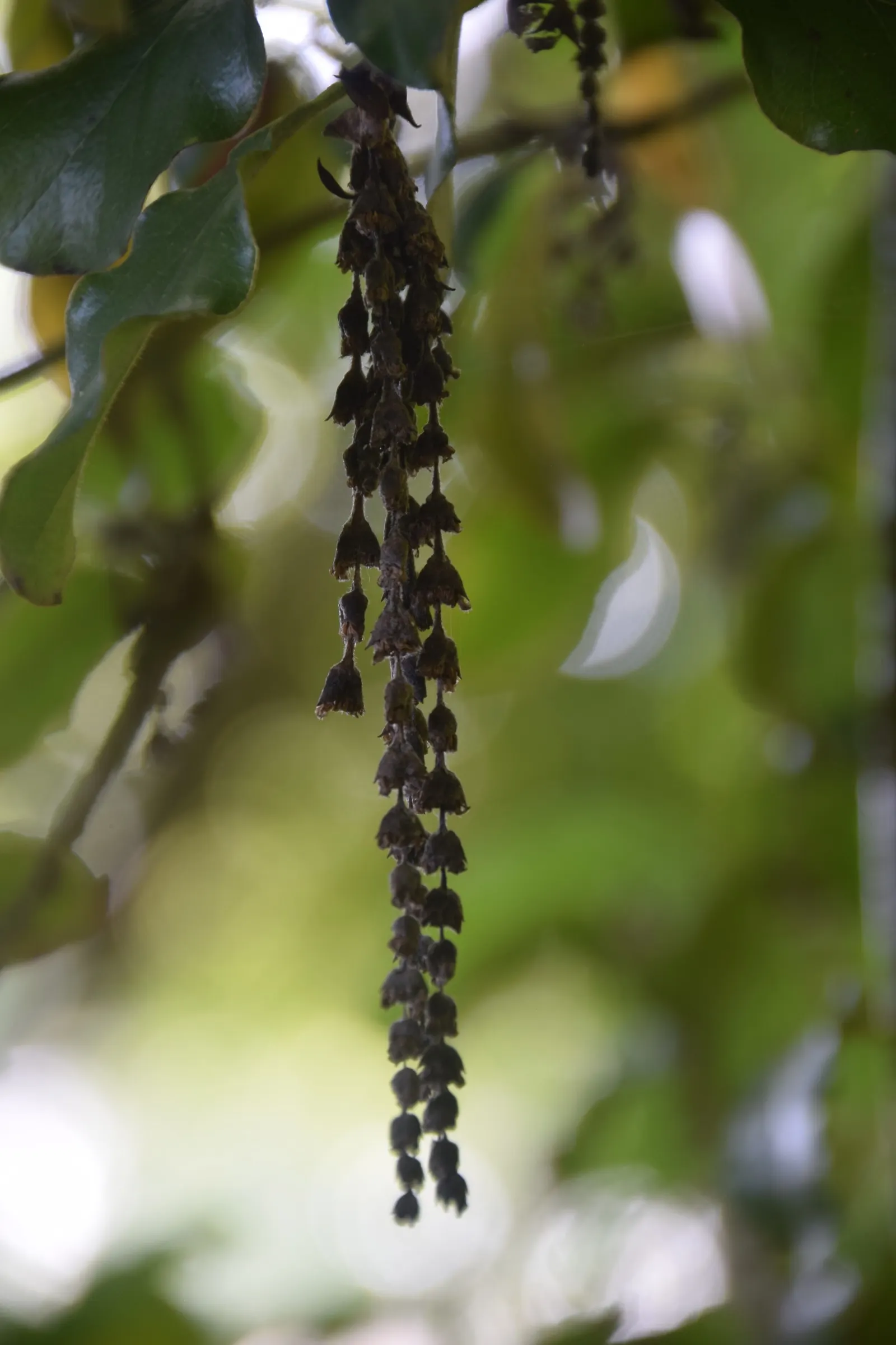 Coast Silktassel (Garrya elliptica) — stretching 6 to 8 inches long; the Coast Silktassel can be used for visual interest as a hedge