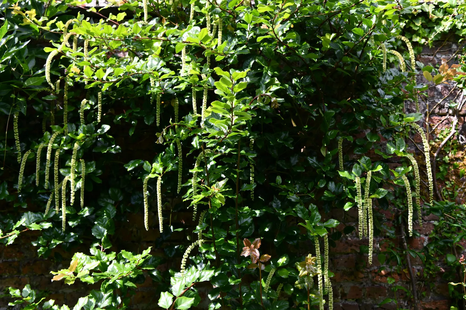 Coast Silktassel (Garrya elliptica) — it provides a year-round display of deep green foliage with a matte finish and a pale underside