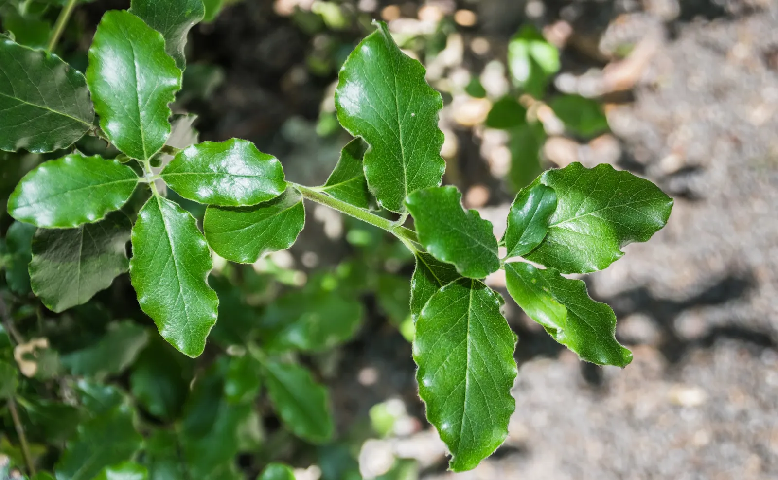 Coast Silktassel (Garrya elliptica) — This species thrives in USDA Hardiness Zones 7-10