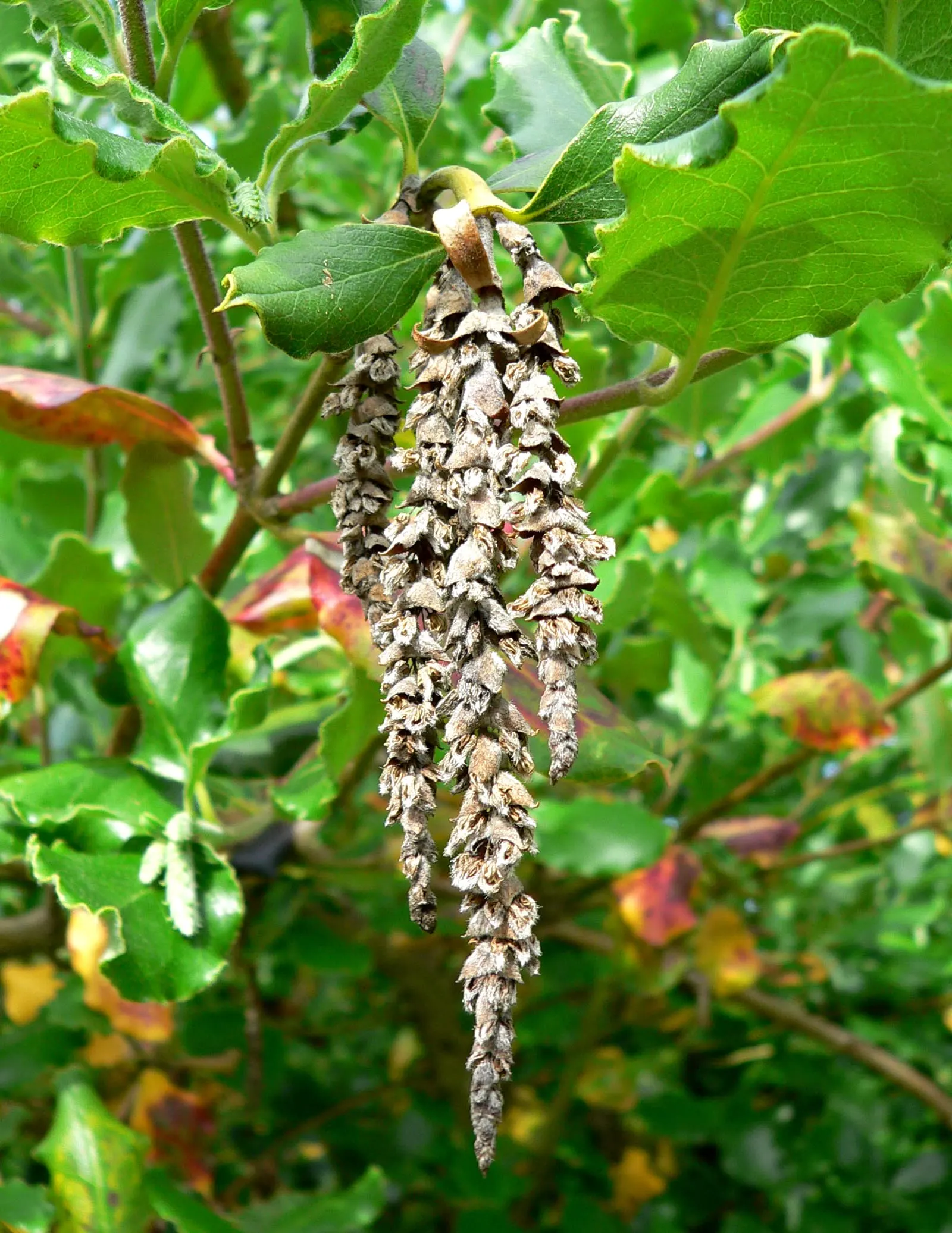 Coast Silktassel (Garrya elliptica) — shrub for full or half; making it an excellent choice for adding texture and movement to the landscape
