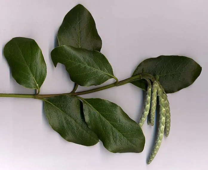 Coast Silktassel (Garrya elliptica) — is a captivating evergreen shrub native to the coastal regions of California and Oregon; making it an, image 64