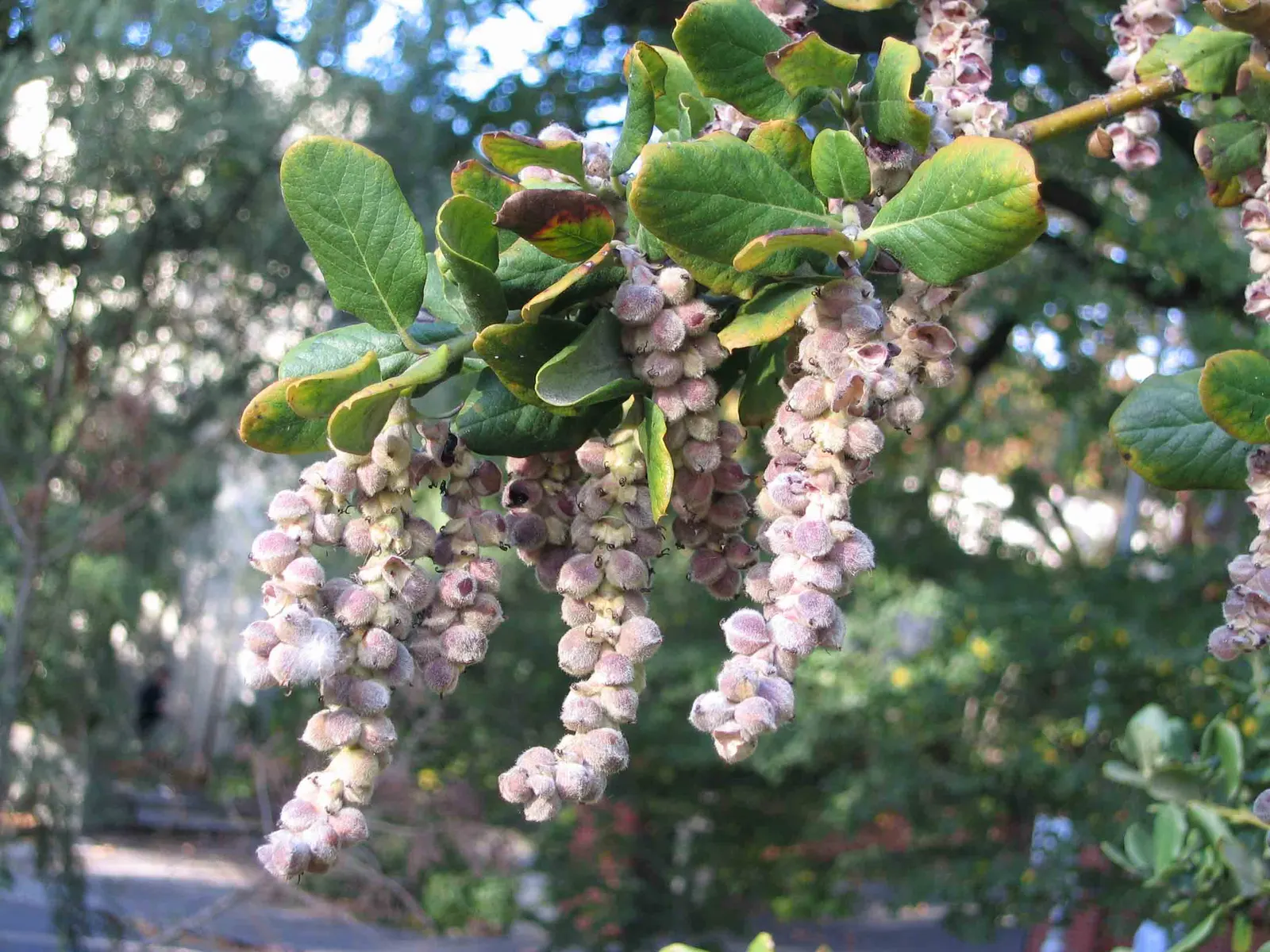 Coast Silktassel (Garrya elliptica) — or as a solitary specimen; the Coast Silktassel can be used for visual interest as a hedge